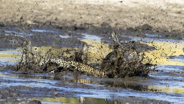 He hit his muzzle in the dirt, but came out the winner in the fight with the fish - Animals, Leopard, The photo, Longpost