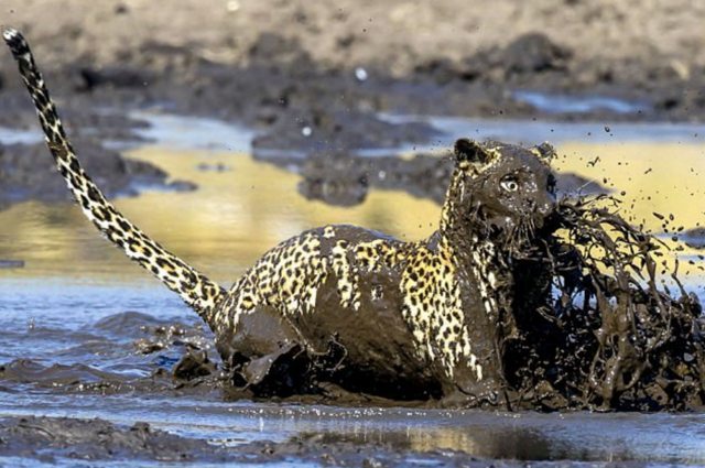 He hit his muzzle in the dirt, but came out the winner in the fight with the fish - Animals, Leopard, The photo, Longpost