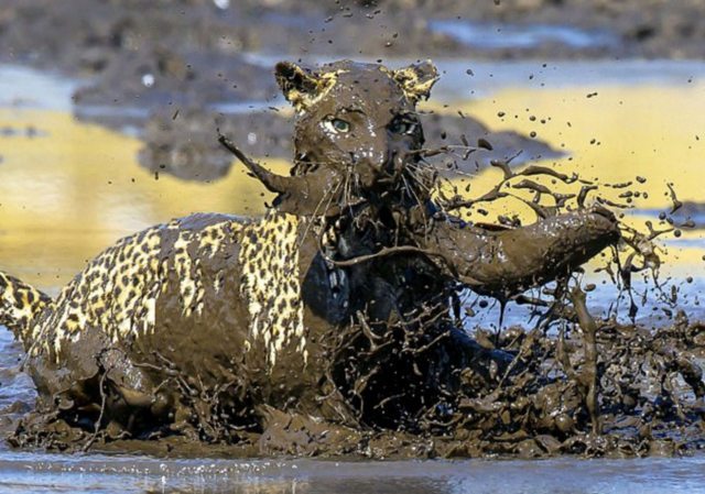 He hit his muzzle in the dirt, but came out the winner in the fight with the fish - Animals, Leopard, The photo, Longpost