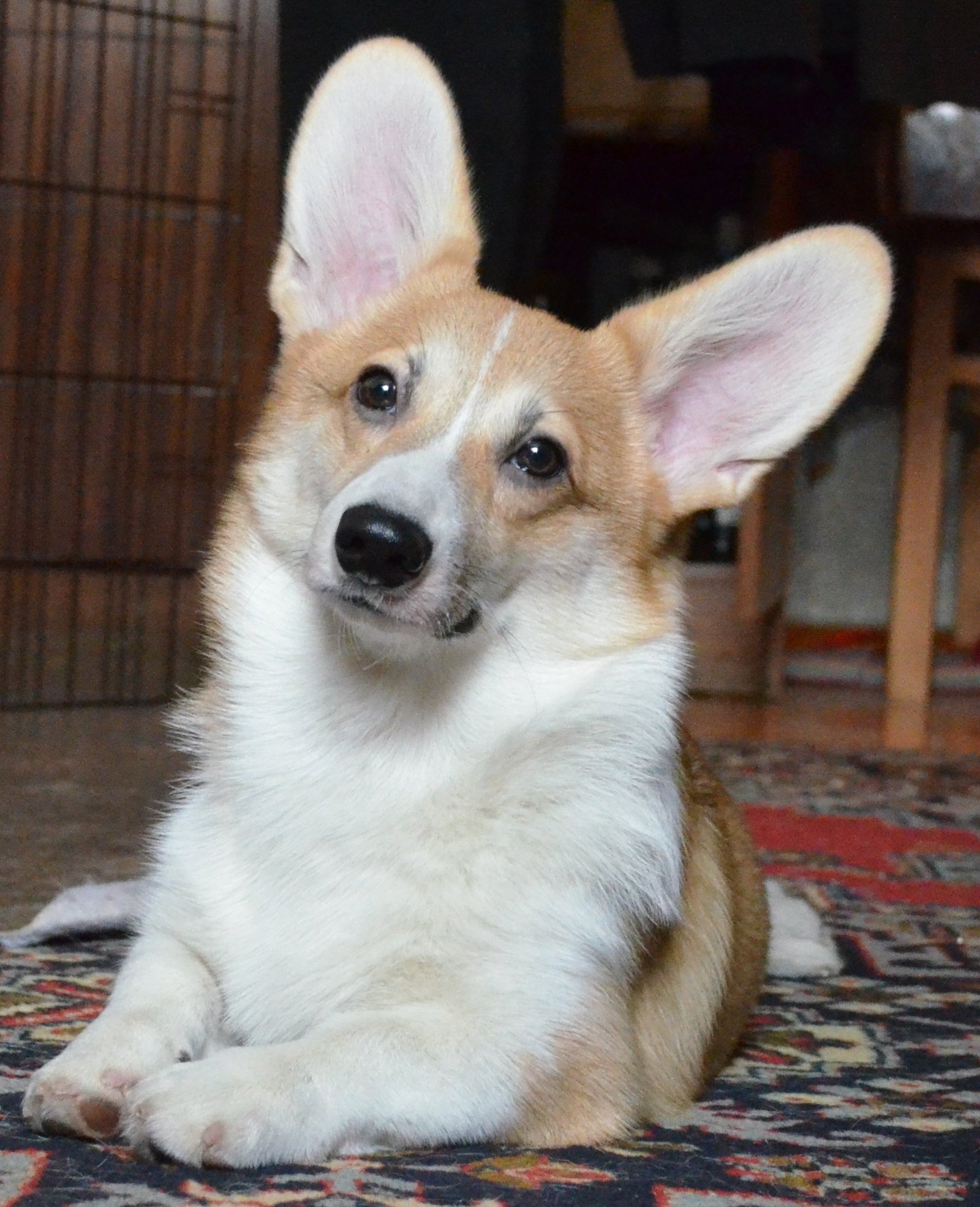 Corgi Fridays part three - My, Corgi, Dog, Longpost, cat