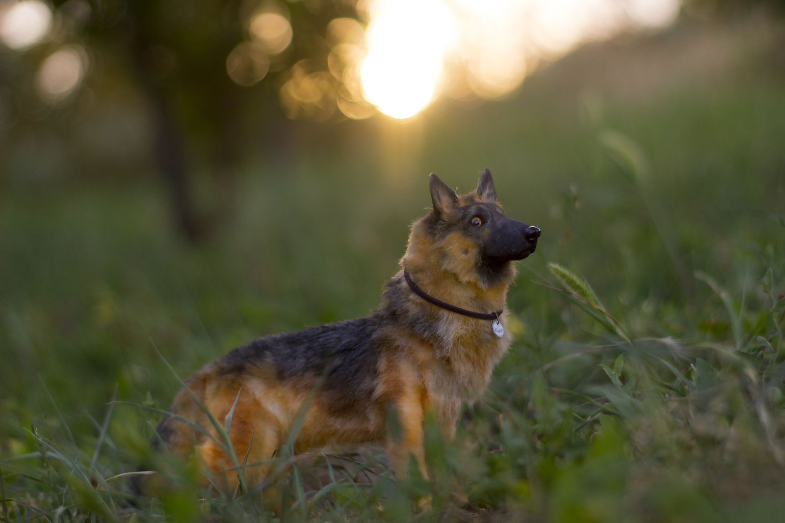 Mini copy of a pet. - My, Handmade, German Shepherd, Dog, Handmade, Polymer clay, Longpost, Needlework without process