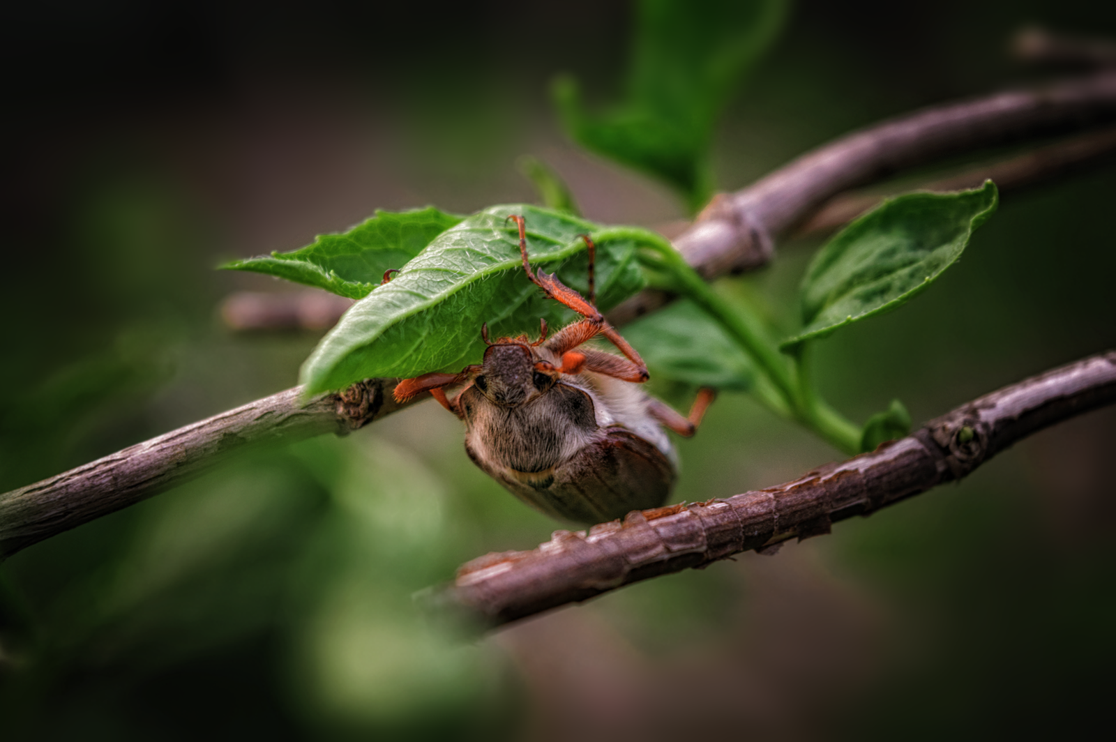 They are everywhere - My, Insects, Spider, Nature, Longpost