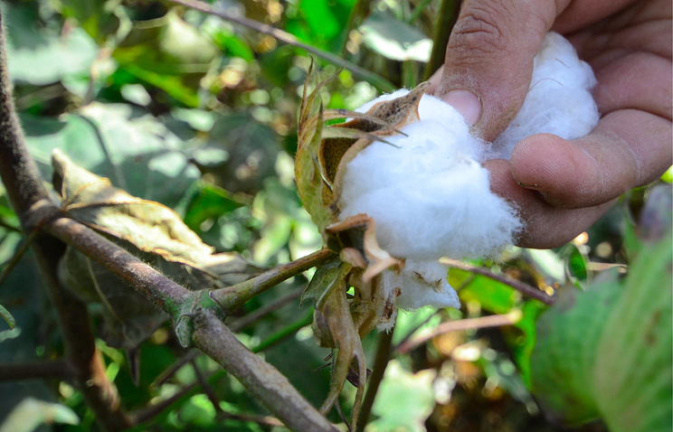 Astrakhan scientists have developed a particularly durable cotton variety - To live in Russia, The science, Achievements of science, Cotton