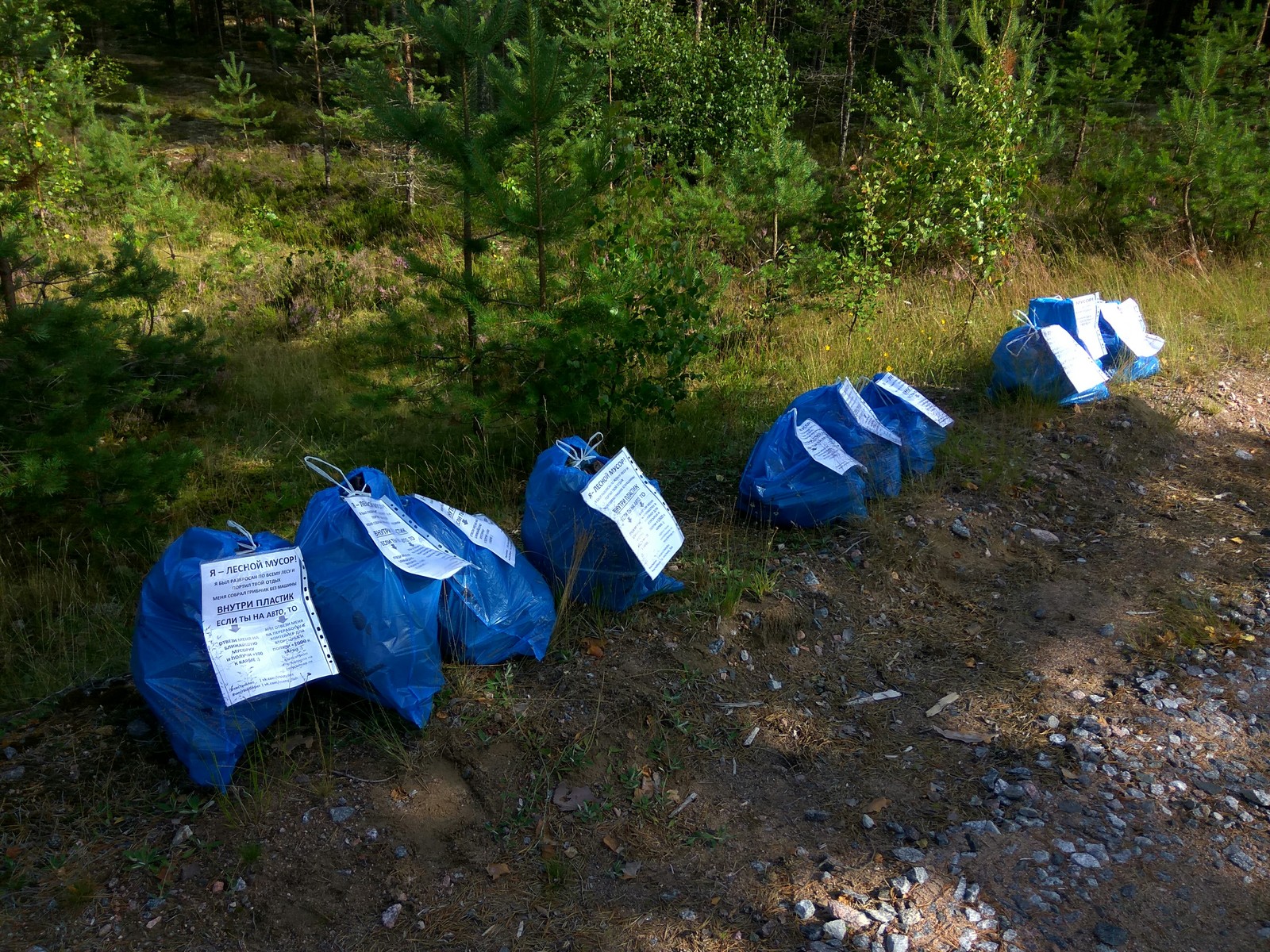 Traditional cleaning in the forest. - My, Clean forest, Forest, Garbage, Protection of Nature, Separate garbage collection, Cleaning, Longpost