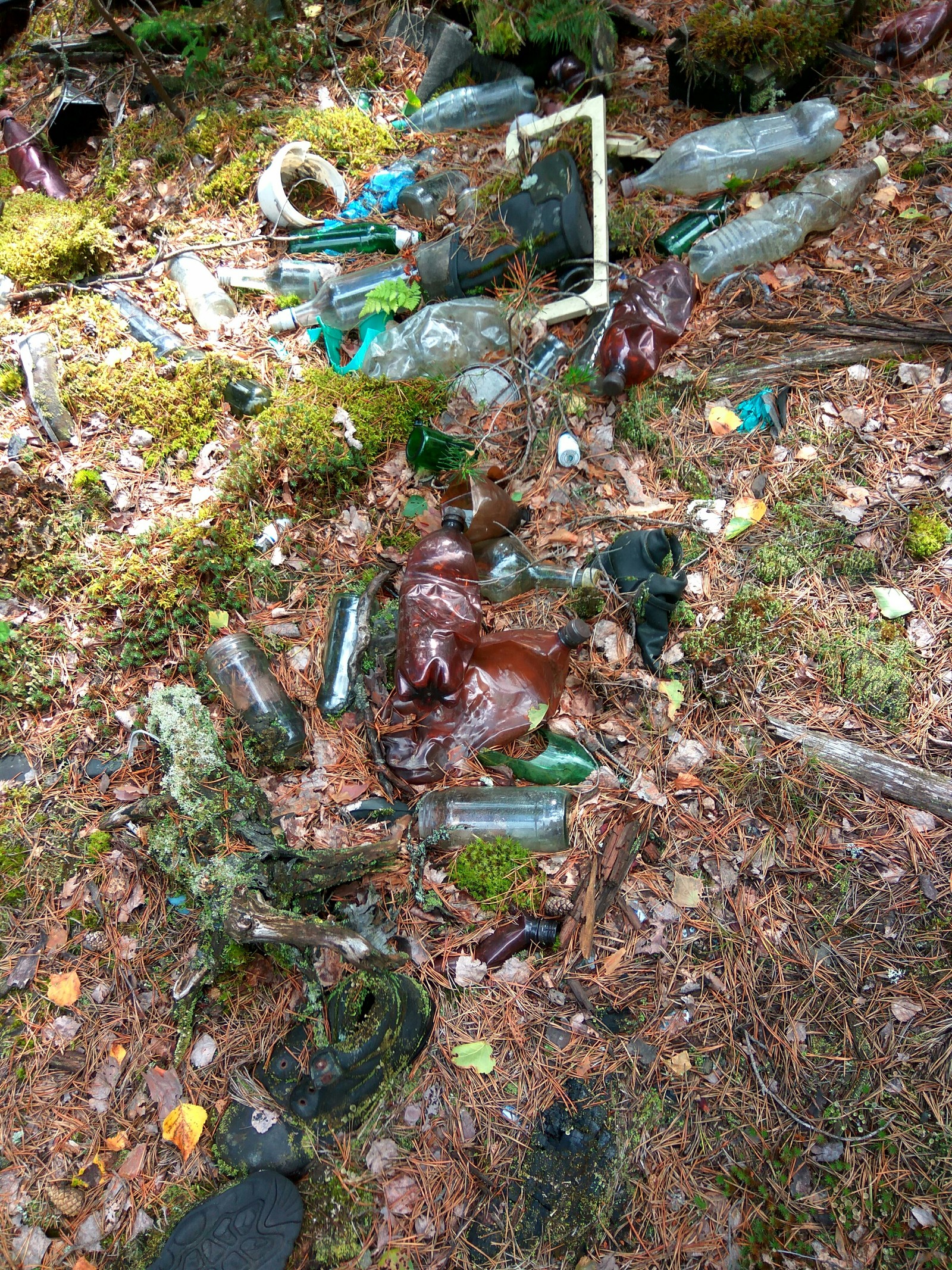 Traditional cleaning in the forest. - My, Clean forest, Forest, Garbage, Protection of Nature, Separate garbage collection, Cleaning, Longpost