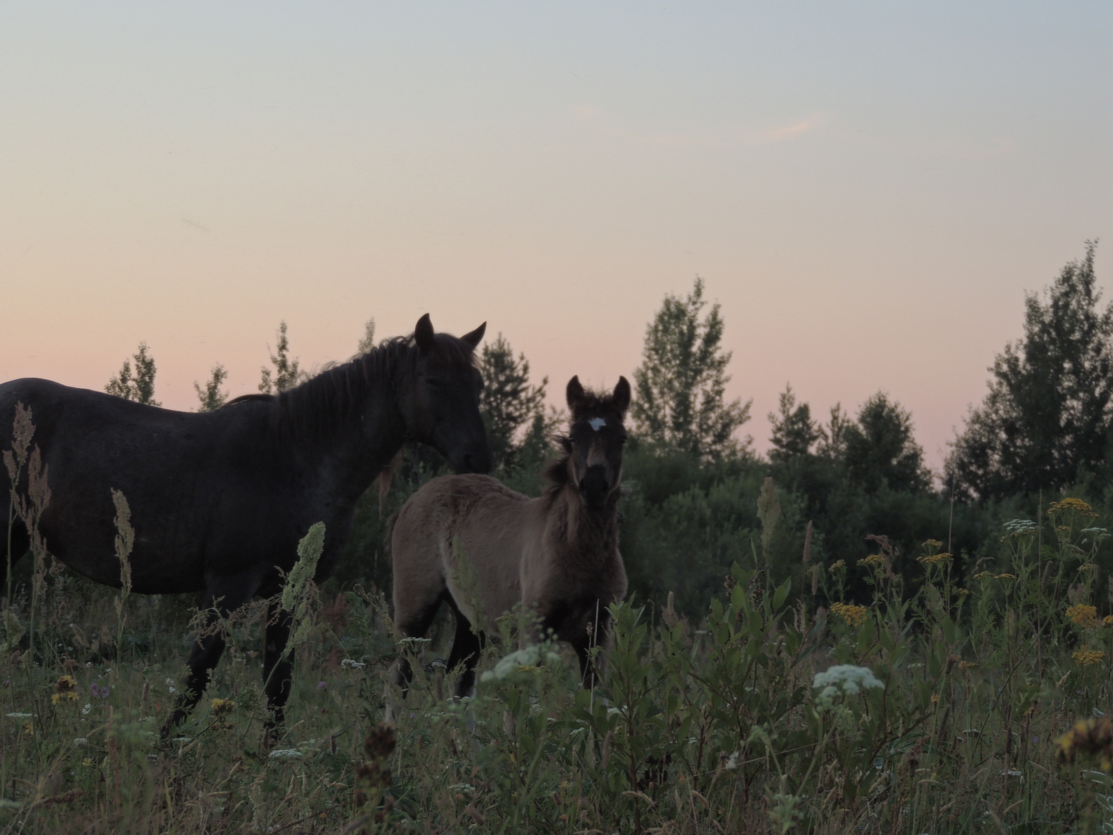 Belarusian outback #2 - My, Nature, Landscape, The photo, Horses, beauty of nature, Longpost