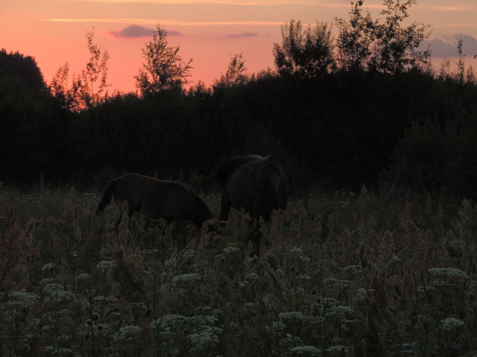 Belarusian outback #2 - My, Nature, Landscape, The photo, Horses, beauty of nature, Longpost