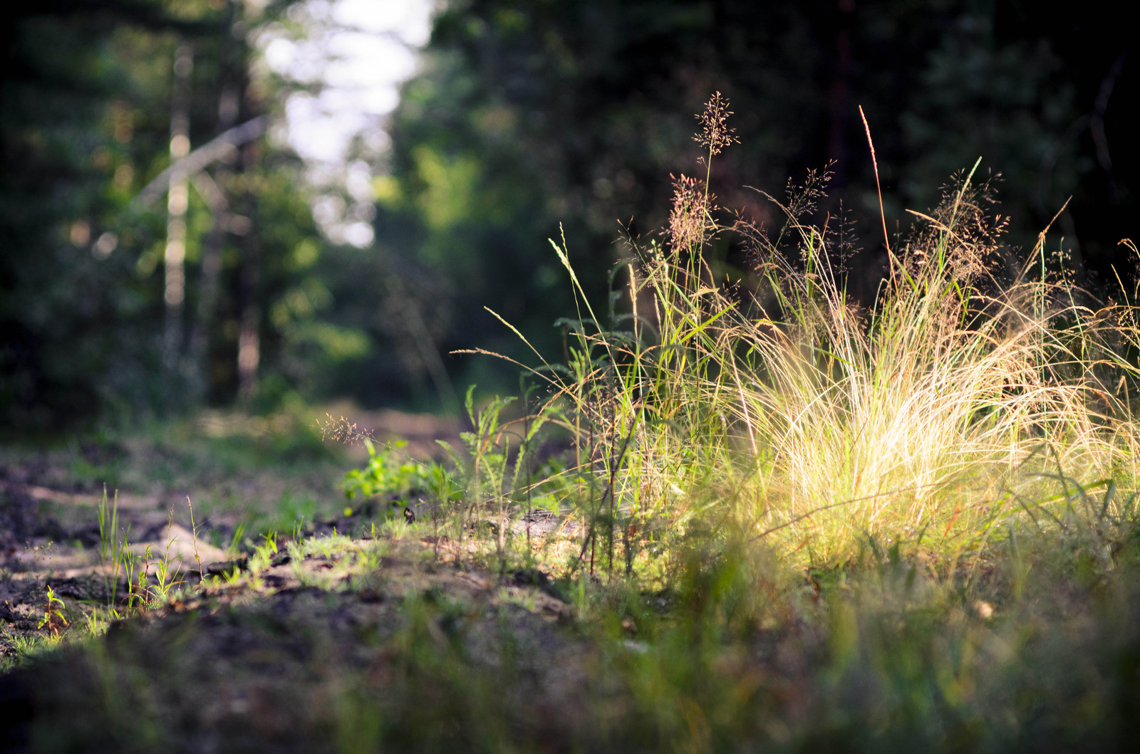 Rest at nature. - My, Jupiter, Grass, Summer, Pine