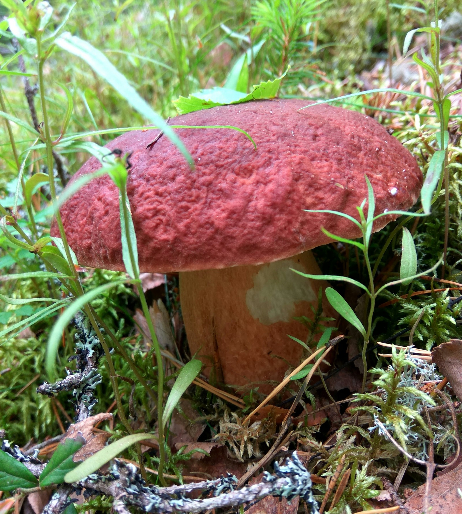 грибы маслята подосиновик подберезовик. боровиков подосиновиков. подосиновики подберезовики маслята. боровиков подосиновиков. подосиновики на столе.