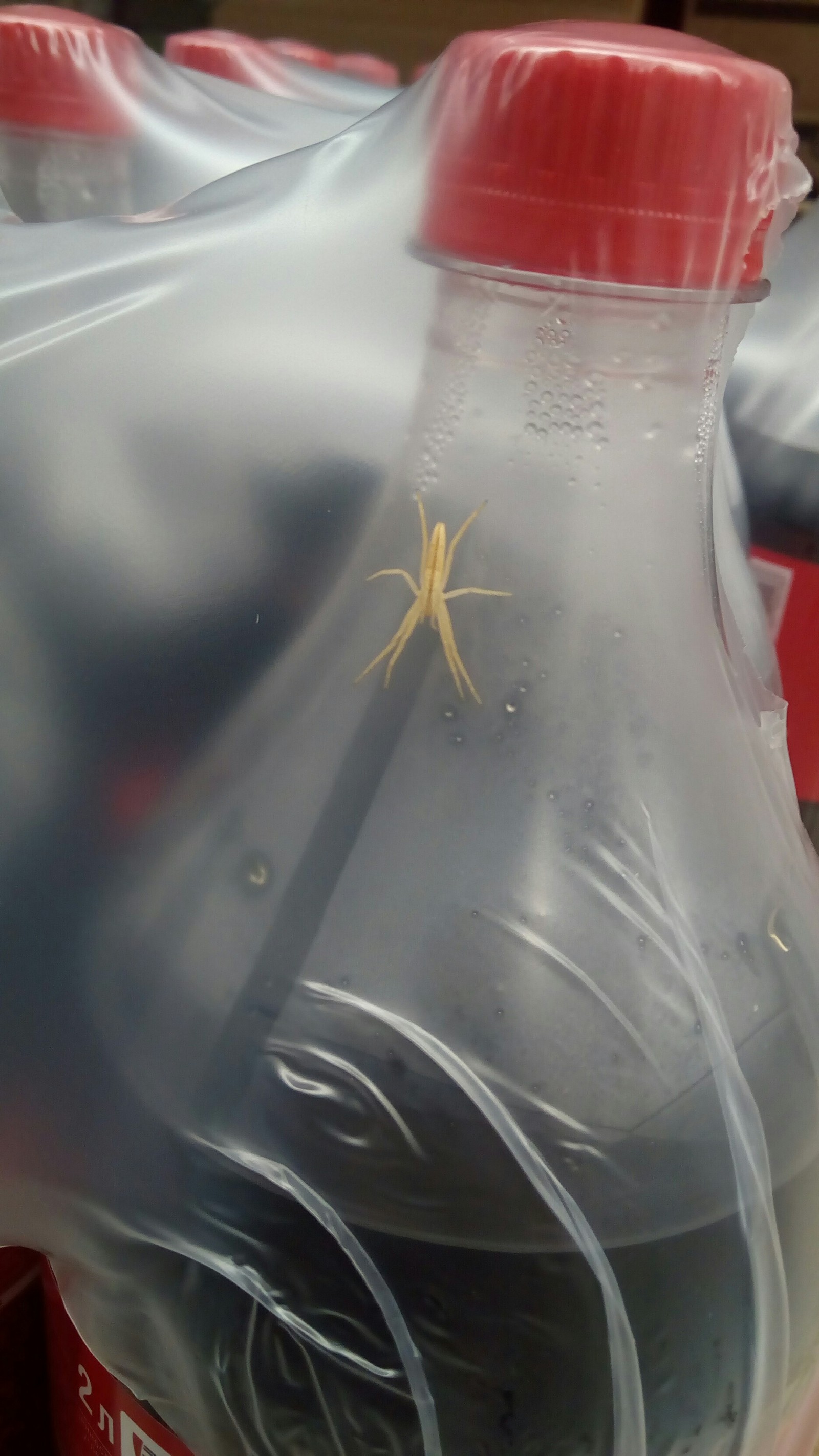 What is this spider? - My, Spider, Insects, Question