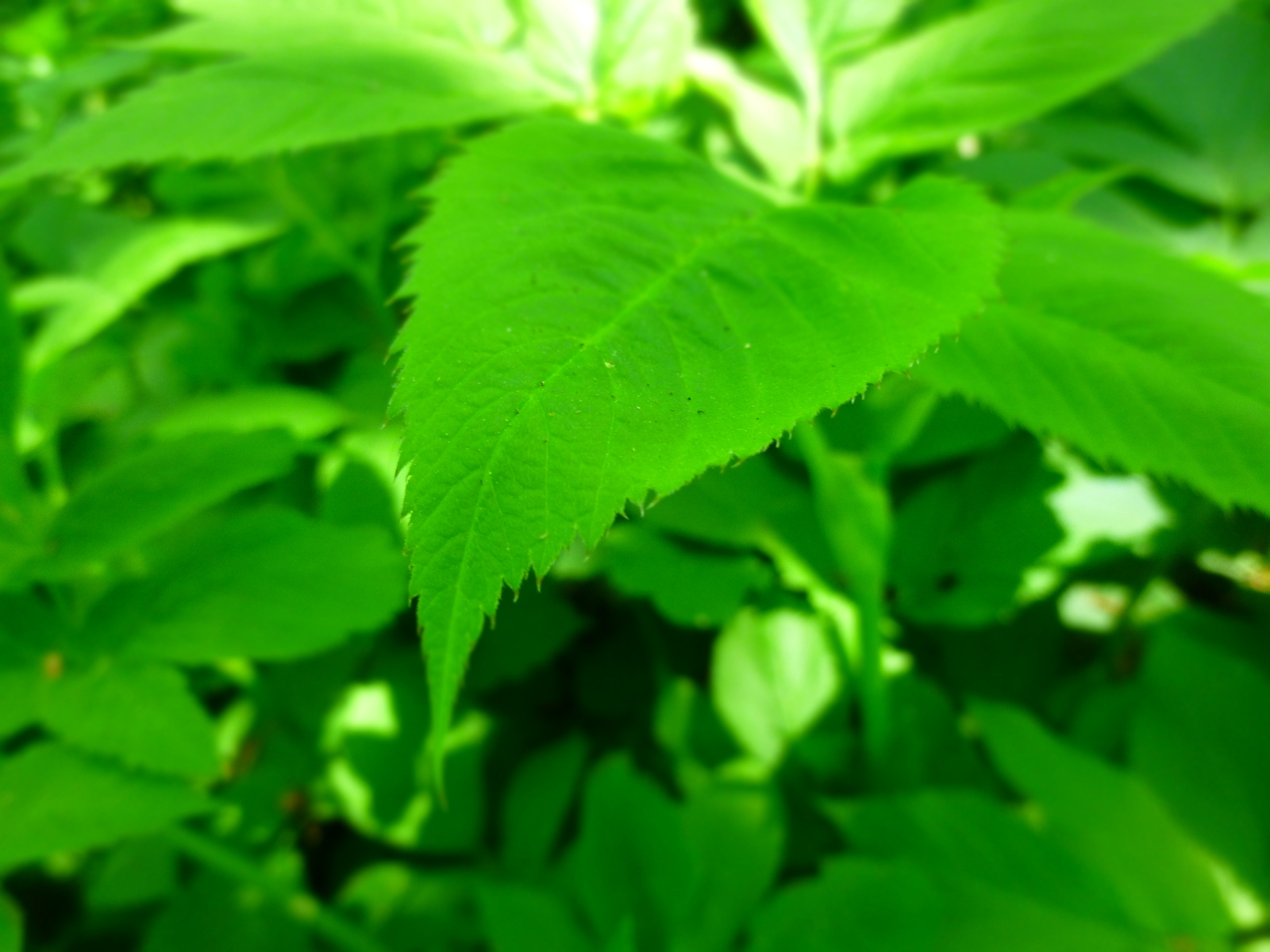 Walk in the woods - My, Forest, The photo, Soap dish, , My, Longpost, Panasonic Lumix