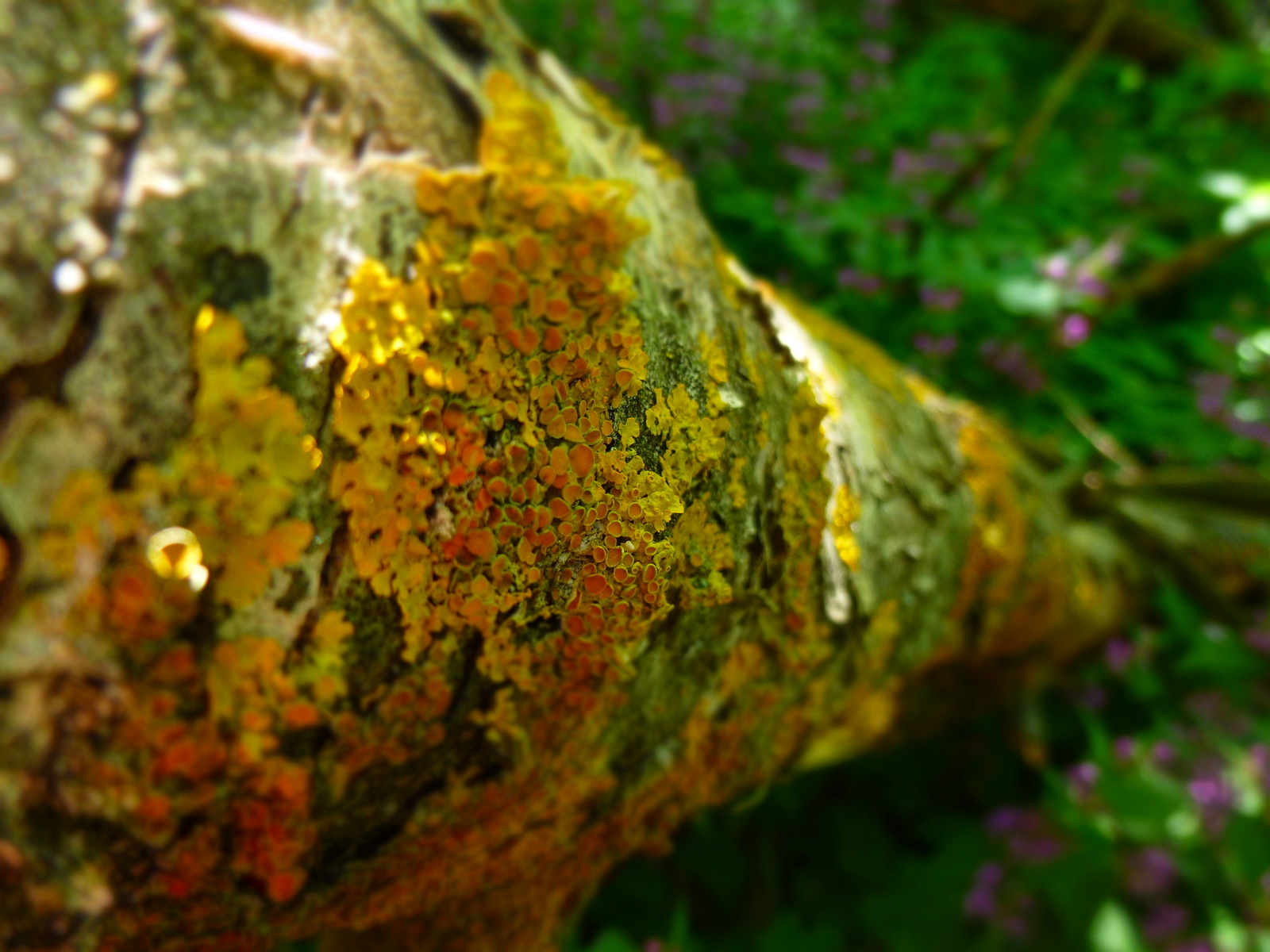 Walk in the woods - My, Forest, The photo, Soap dish, , My, Longpost, Panasonic Lumix