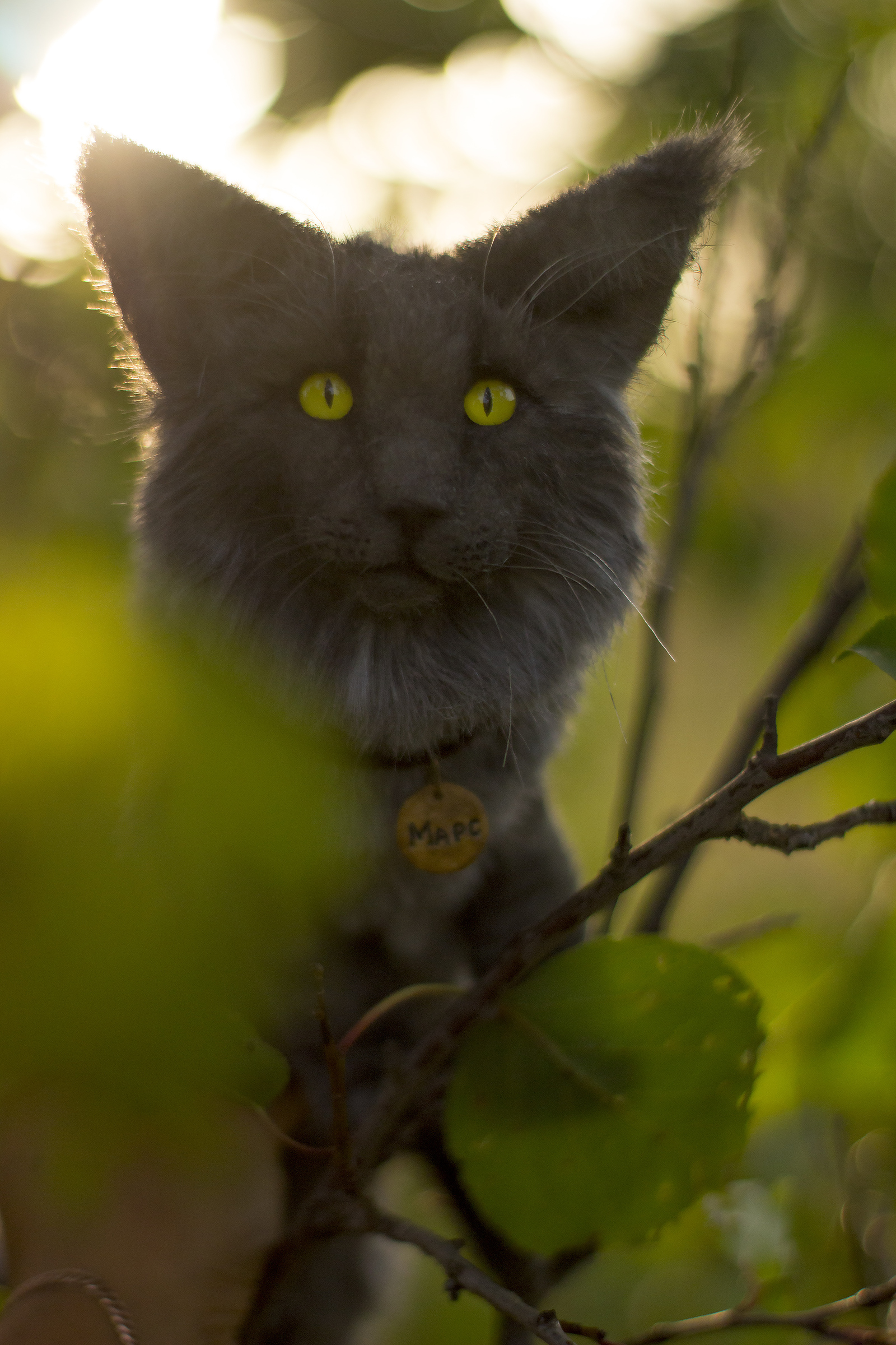 Mini copy of a pet. Mars cat. - My, Needlework without process, cat, Needlework, Author's toy, Longpost