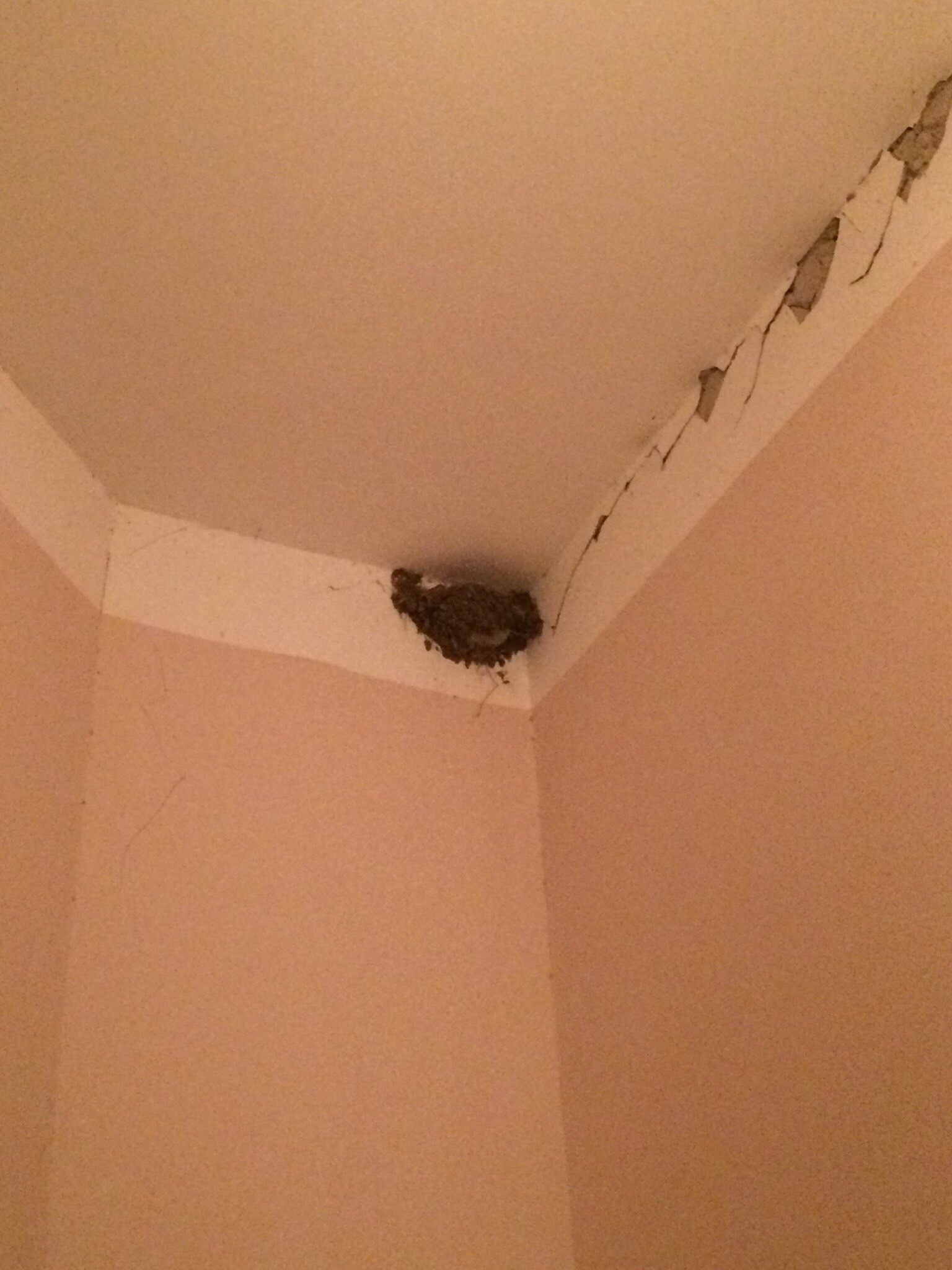 What is this nest? - My, Help, Nest, tell, Advice, Need advice, Trash, Trash