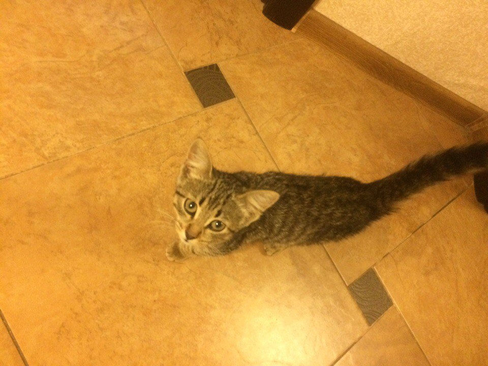 Kittens looking for a home - My, Kittens, In good hands, , Moscow, Longpost, cat, Help