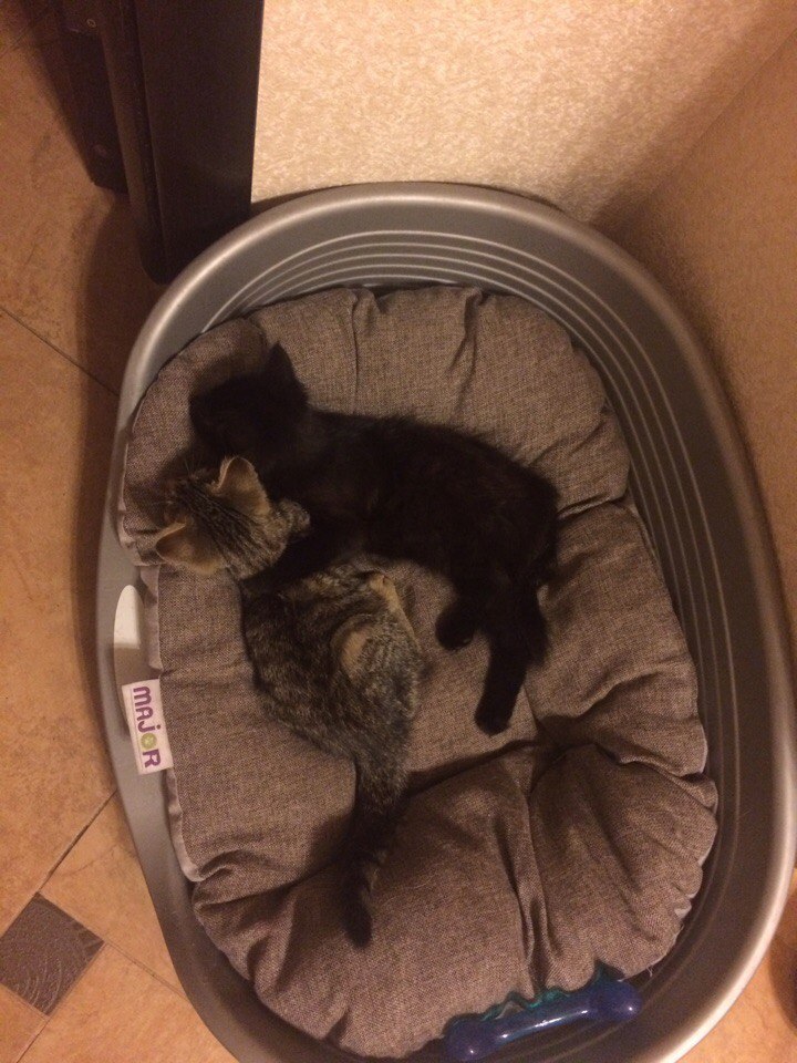 Kittens looking for a home - My, Kittens, In good hands, , Moscow, Longpost, cat, Help