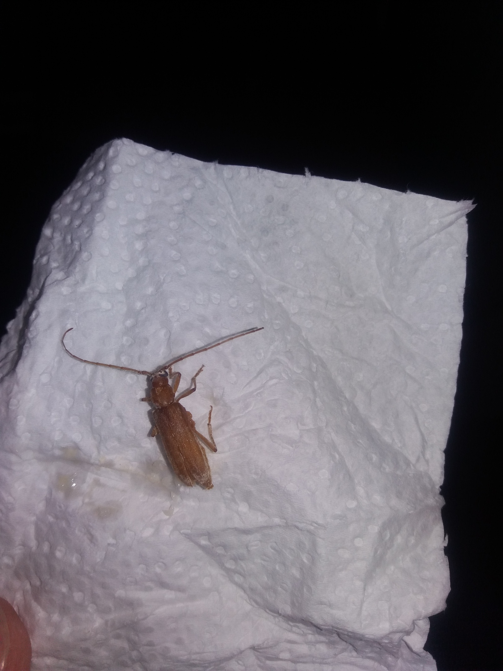 Please tell me what kind of beetle is this? Appear every time at home. It has already been nailed here))) - My, , Question, Longpost, Жуки