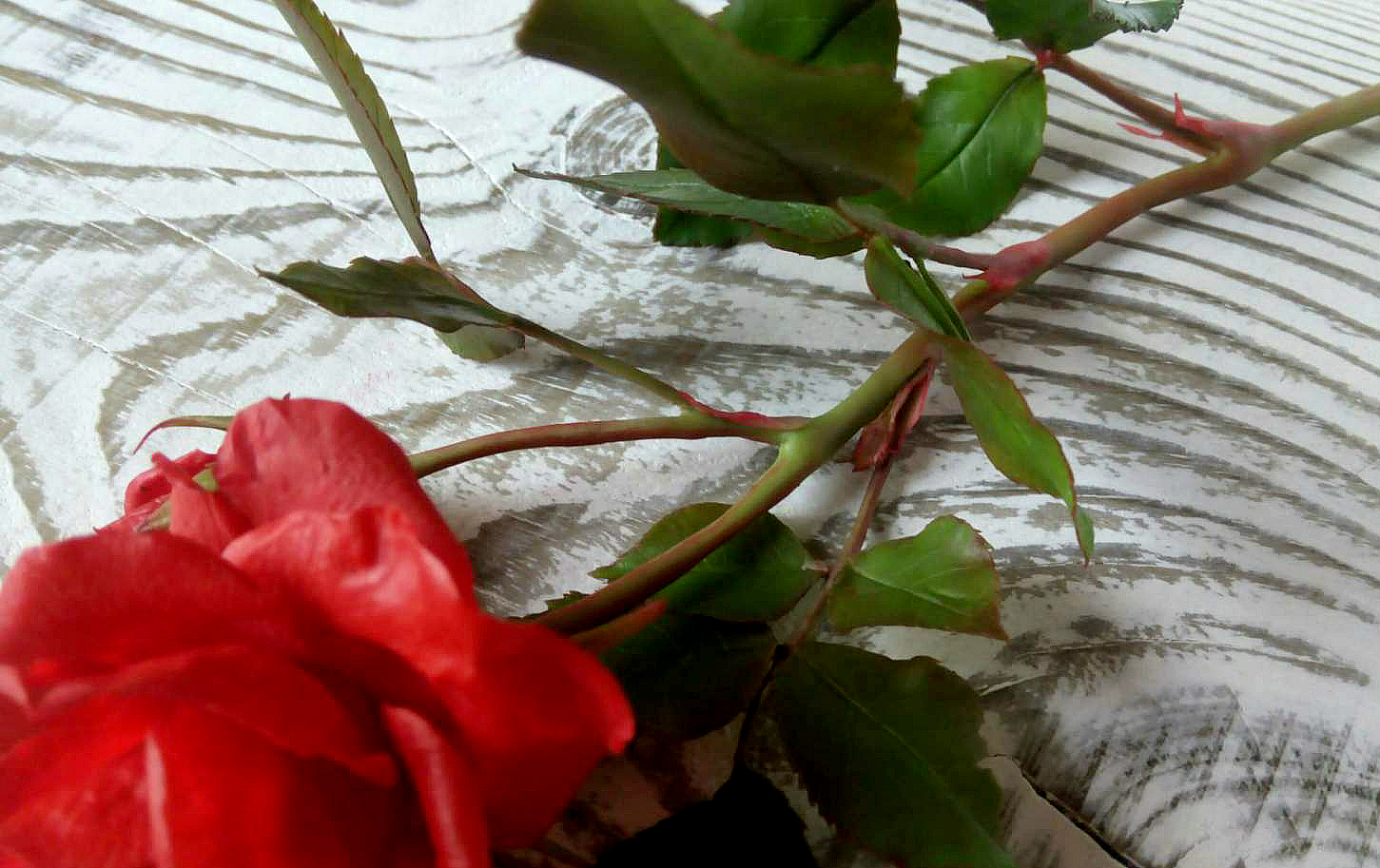 Rose handmade - My, Polymer clay, Cold porcelain, , Needlework without process, Flowers, Needlework, Longpost, the Rose