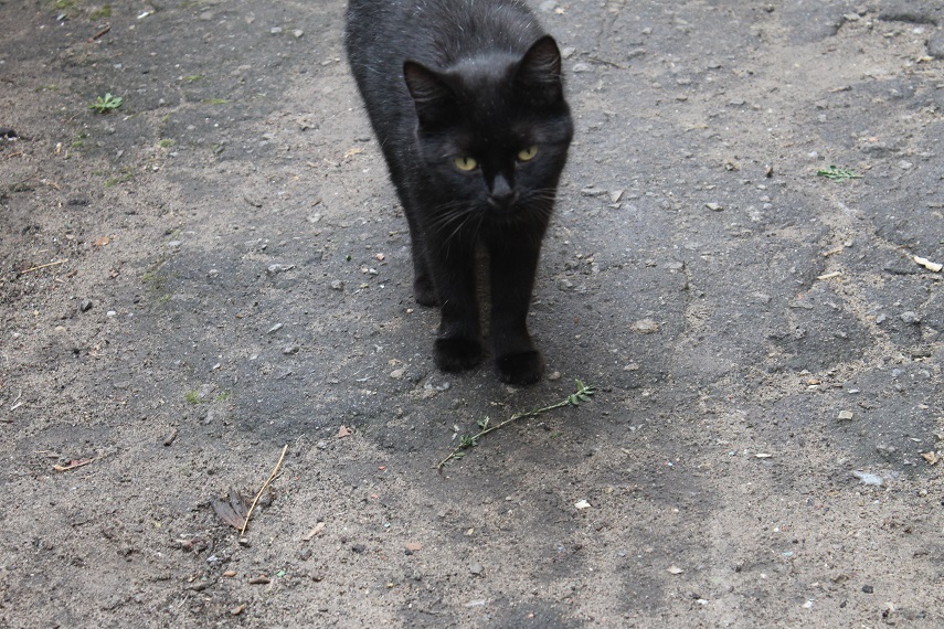 Мой личный Котоленд 88 - Моё, Кот, Приют, Добро, Помощь, Липецк, Котоленд, Длиннопост, Доброта, Приют Котоленд