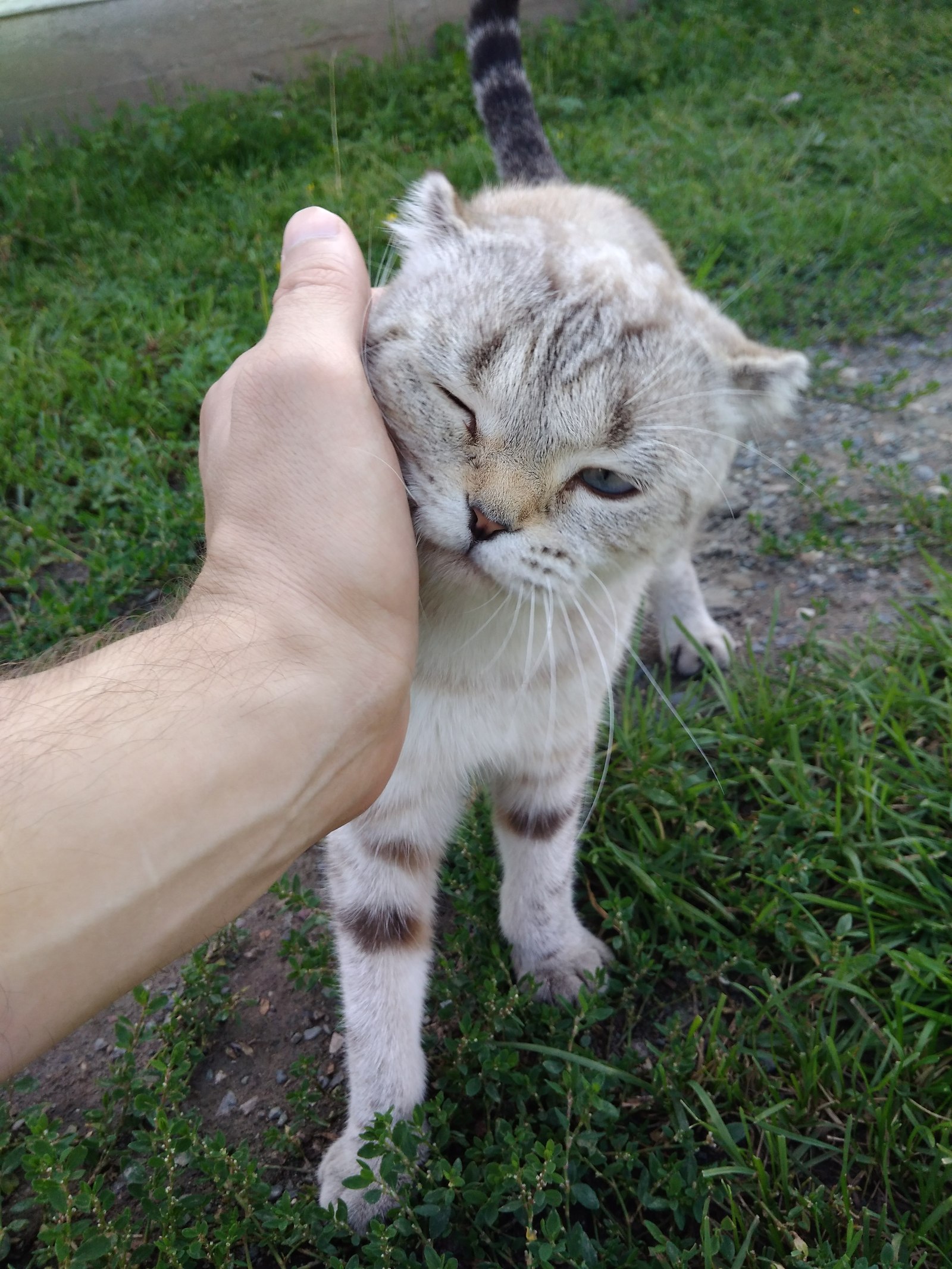 Алтайский котик - Моё, Котофото котики, Фотография, Алтай, Длиннопост, Кот, Республика Алтай