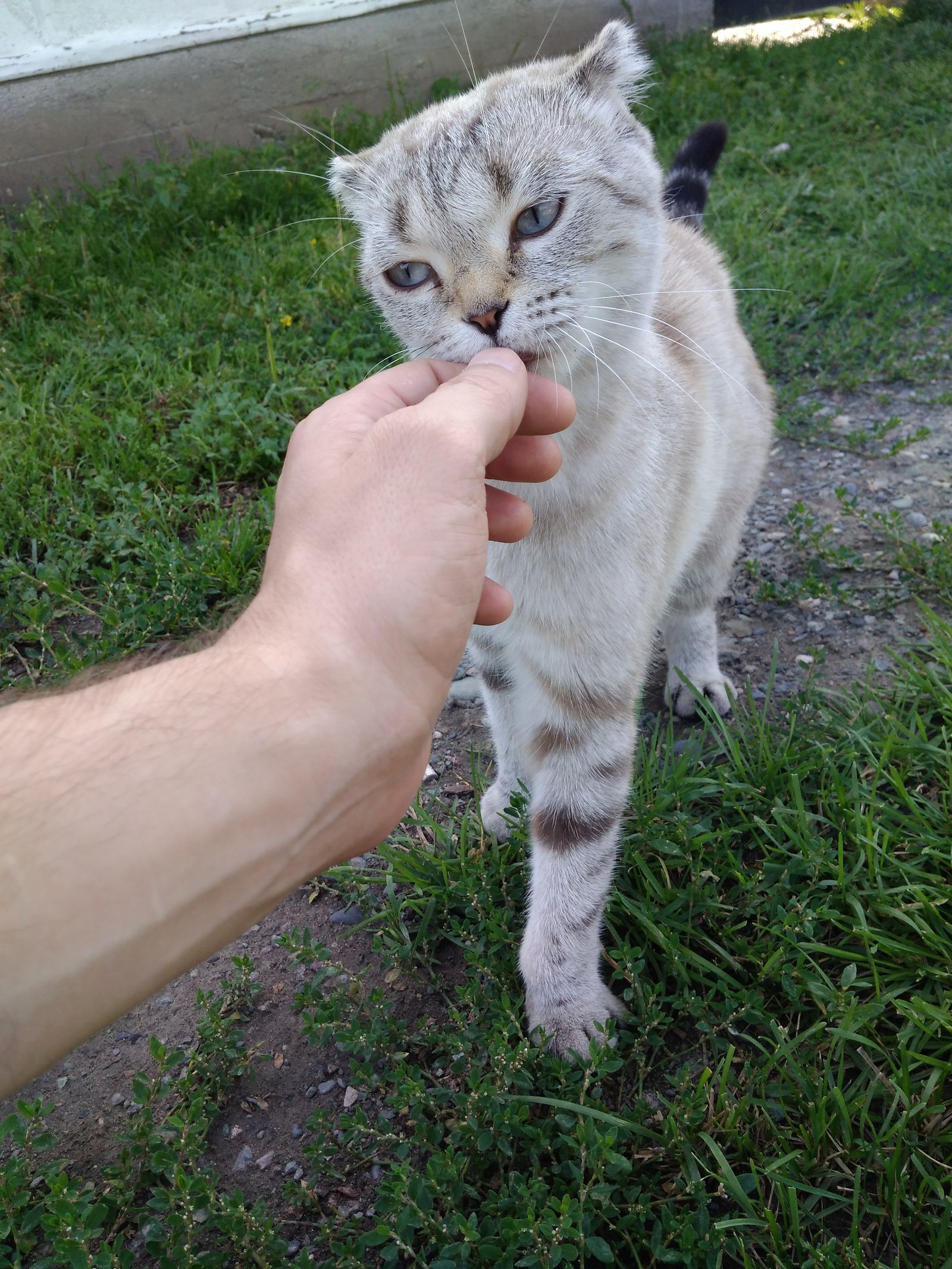 Алтайский котик - Моё, Котофото котики, Фотография, Алтай, Длиннопост, Кот, Республика Алтай