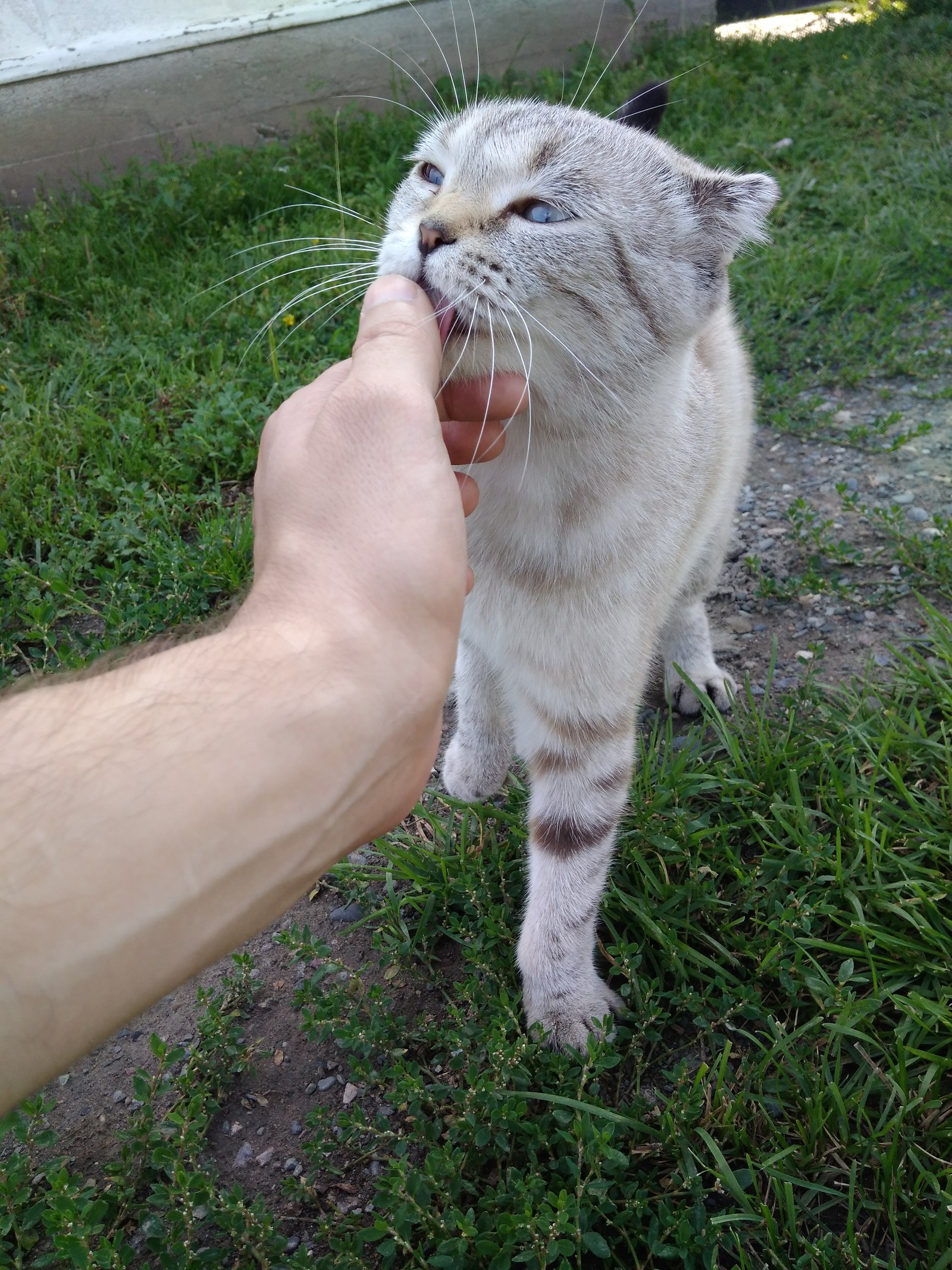 Алтайский котик - Моё, Котофото котики, Фотография, Алтай, Длиннопост, Кот, Республика Алтай