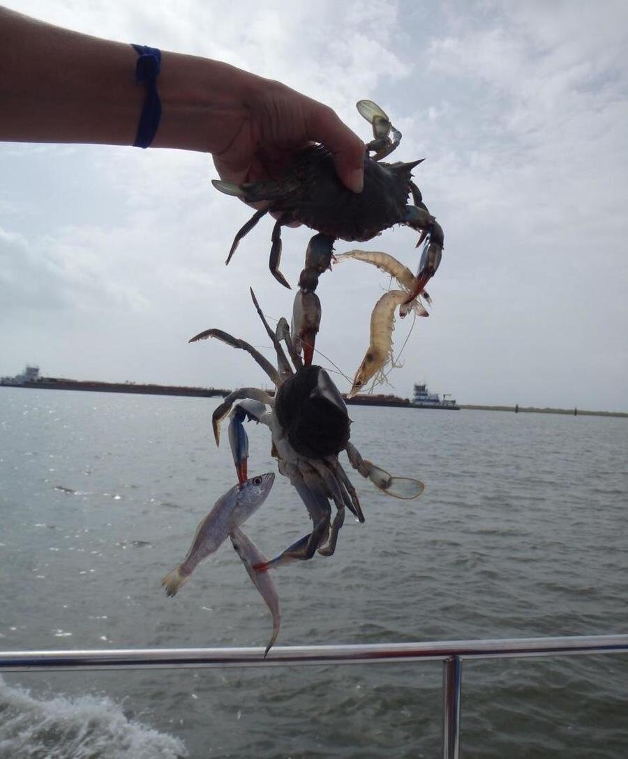 Your catch with clawed prey that has its own clawed prey - Crab, Shrimps, A fish, Catch, Luck