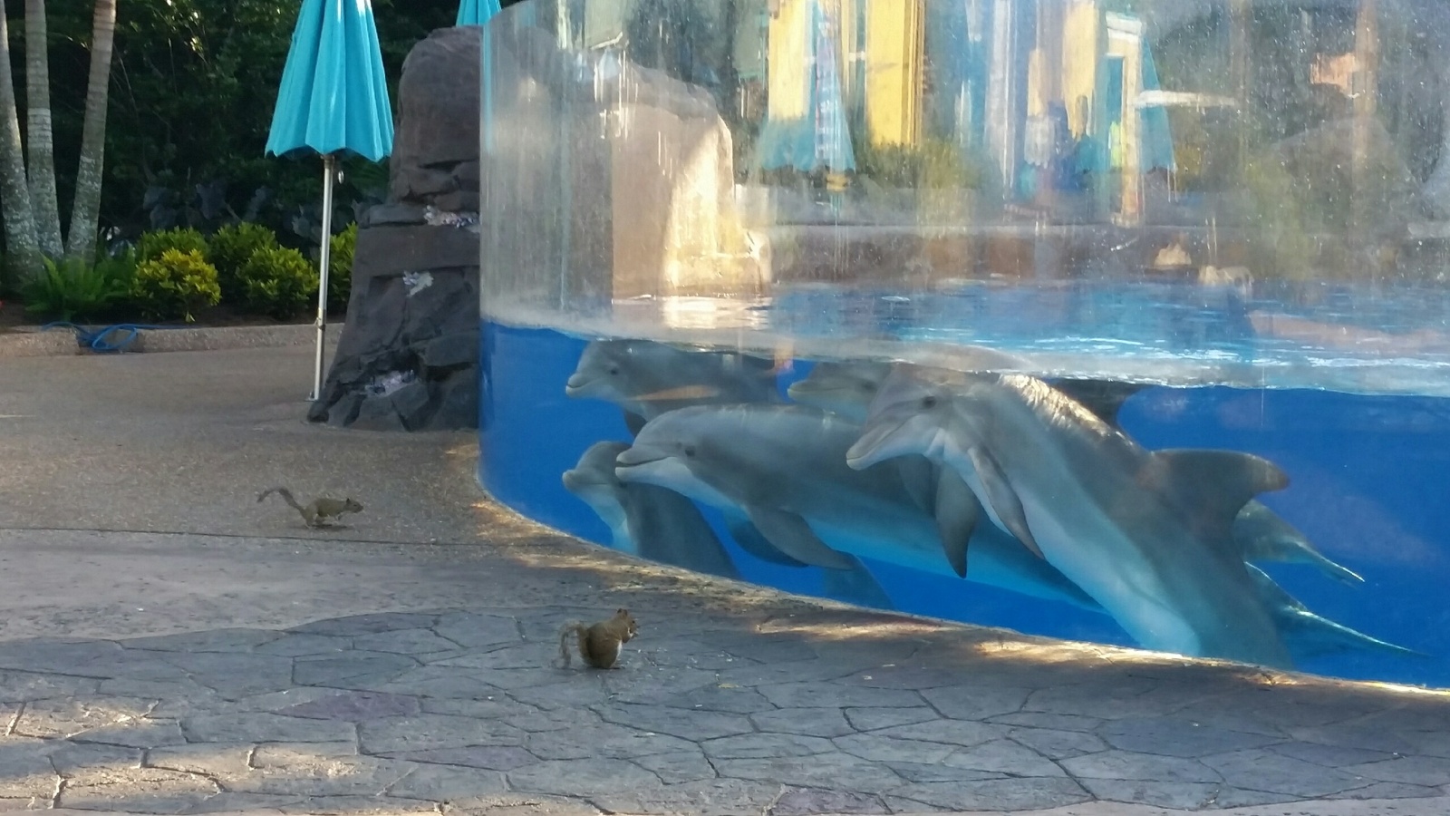 Communication - Dolphin, Squirrel, Zoo, Dolphinarium