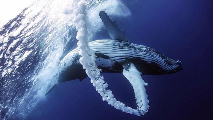 water vortices - Whale, 