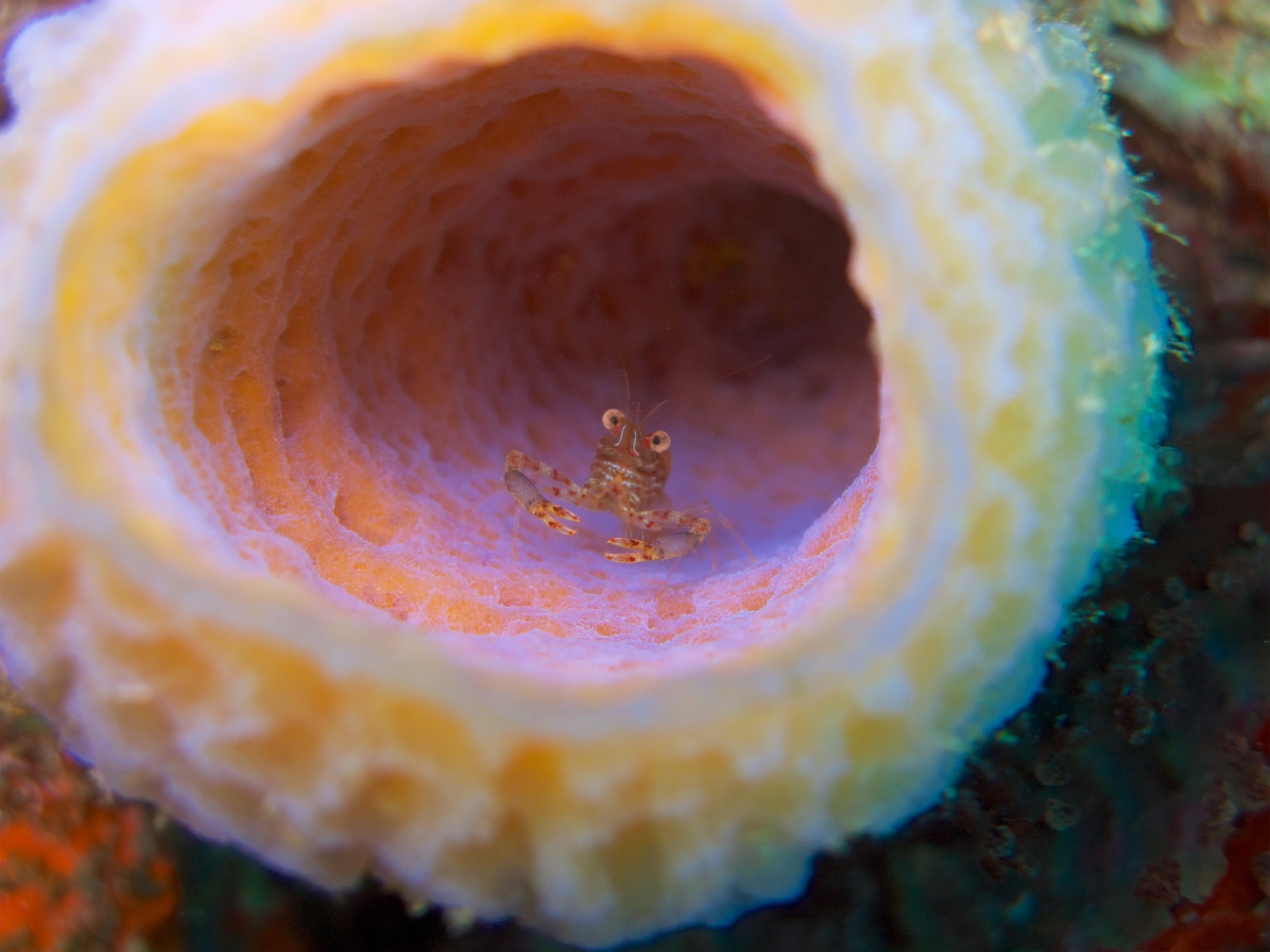 small shrimp - Macro photography, Underwater photography, Shrimps