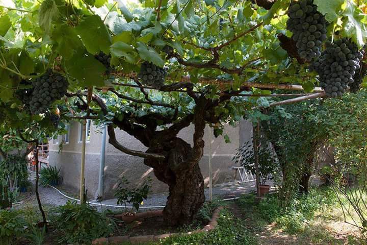 Виноград на даче – весенняя посадка и последующий уход