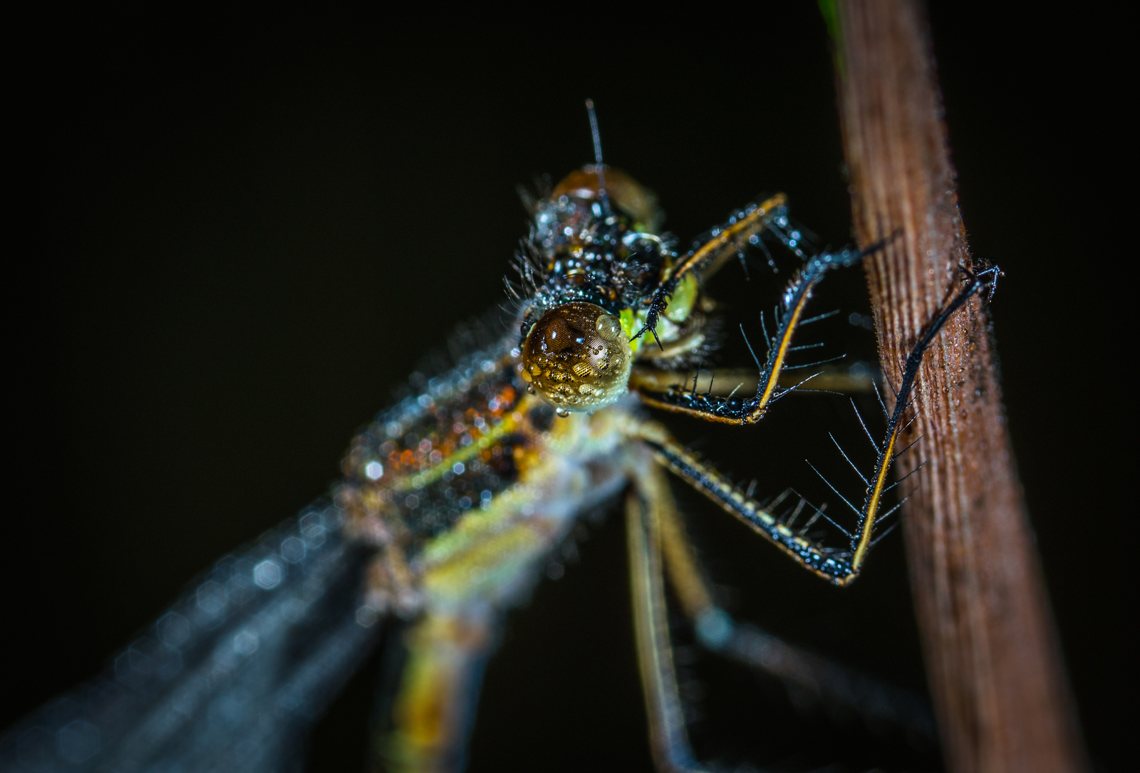 Стрекозы для моих подписчиков - Моё, Макро, Стрекоза, Odonata, Длиннопост, Макросъемка