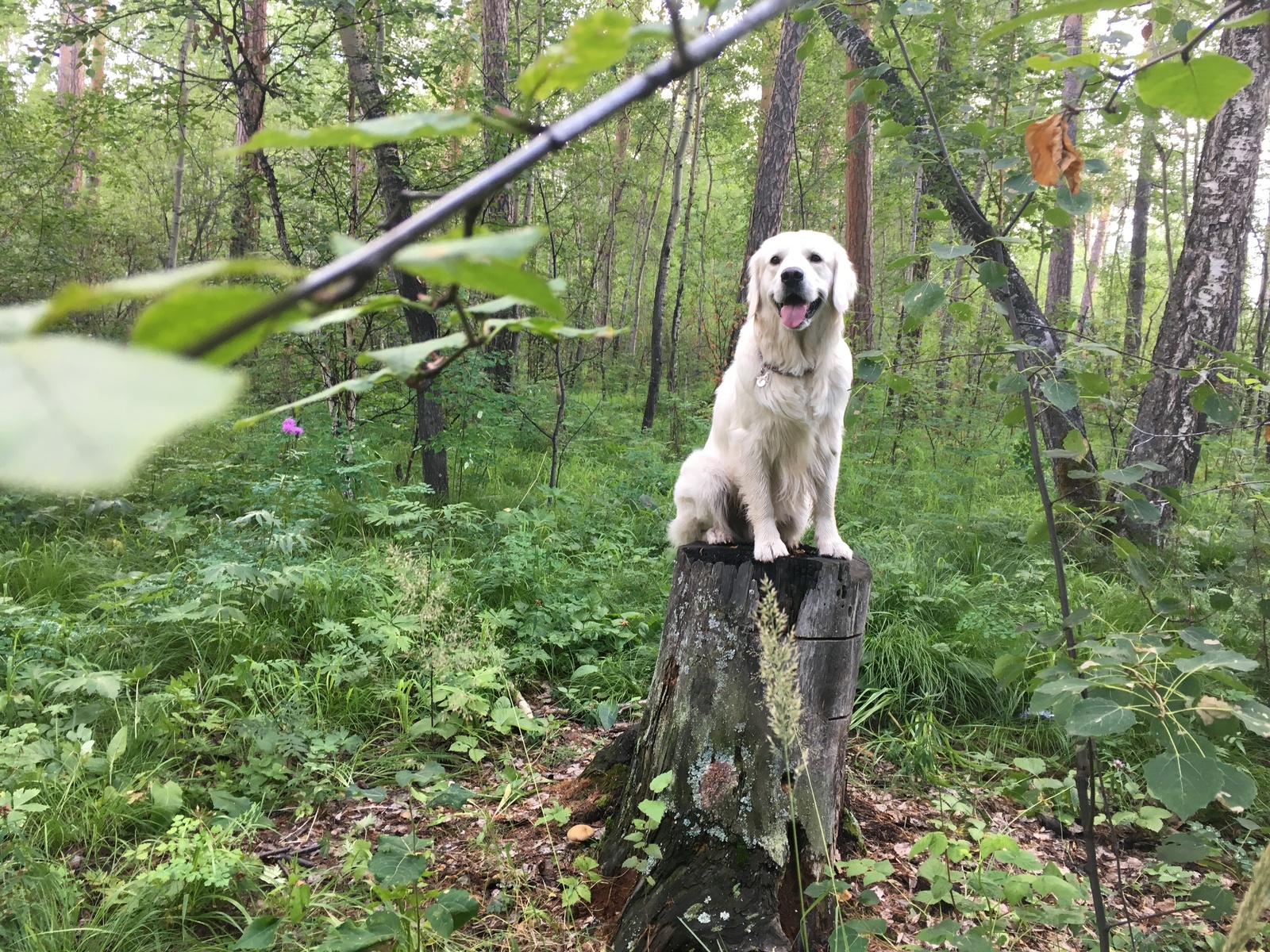 Best friends - My, Amstaff, , Friend of human, Dog, Golden retriever