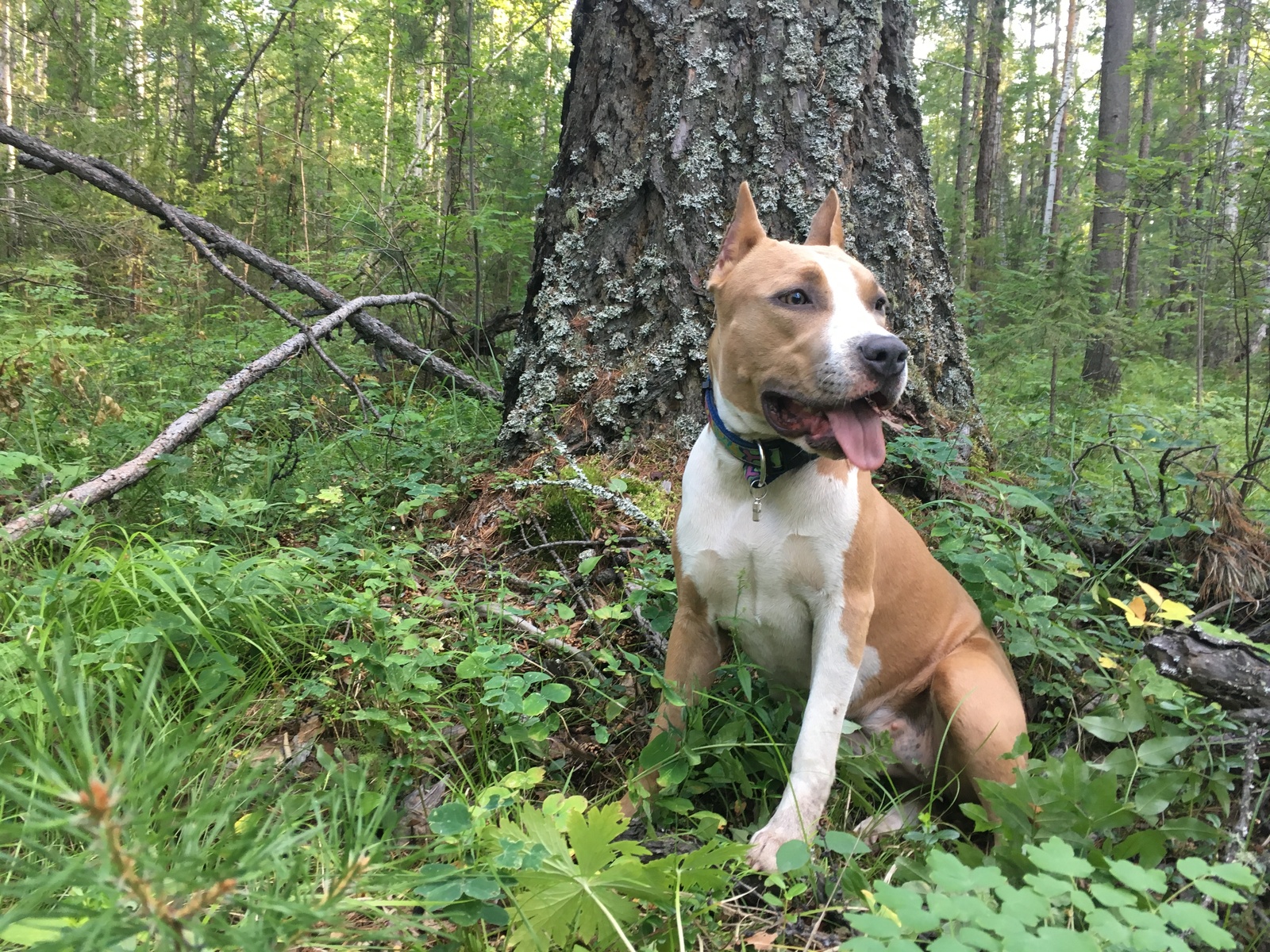 Best friends - My, Amstaff, , Friend of human, Dog, Golden retriever