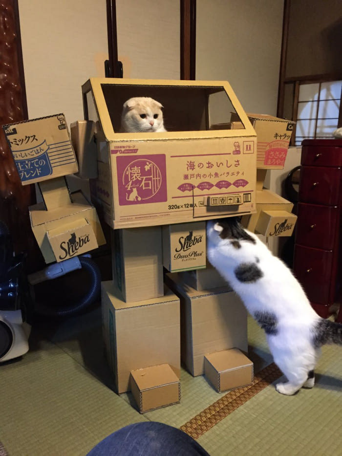 Transforming cat - cat, Box, Box and cat, 9GAG, Transformers