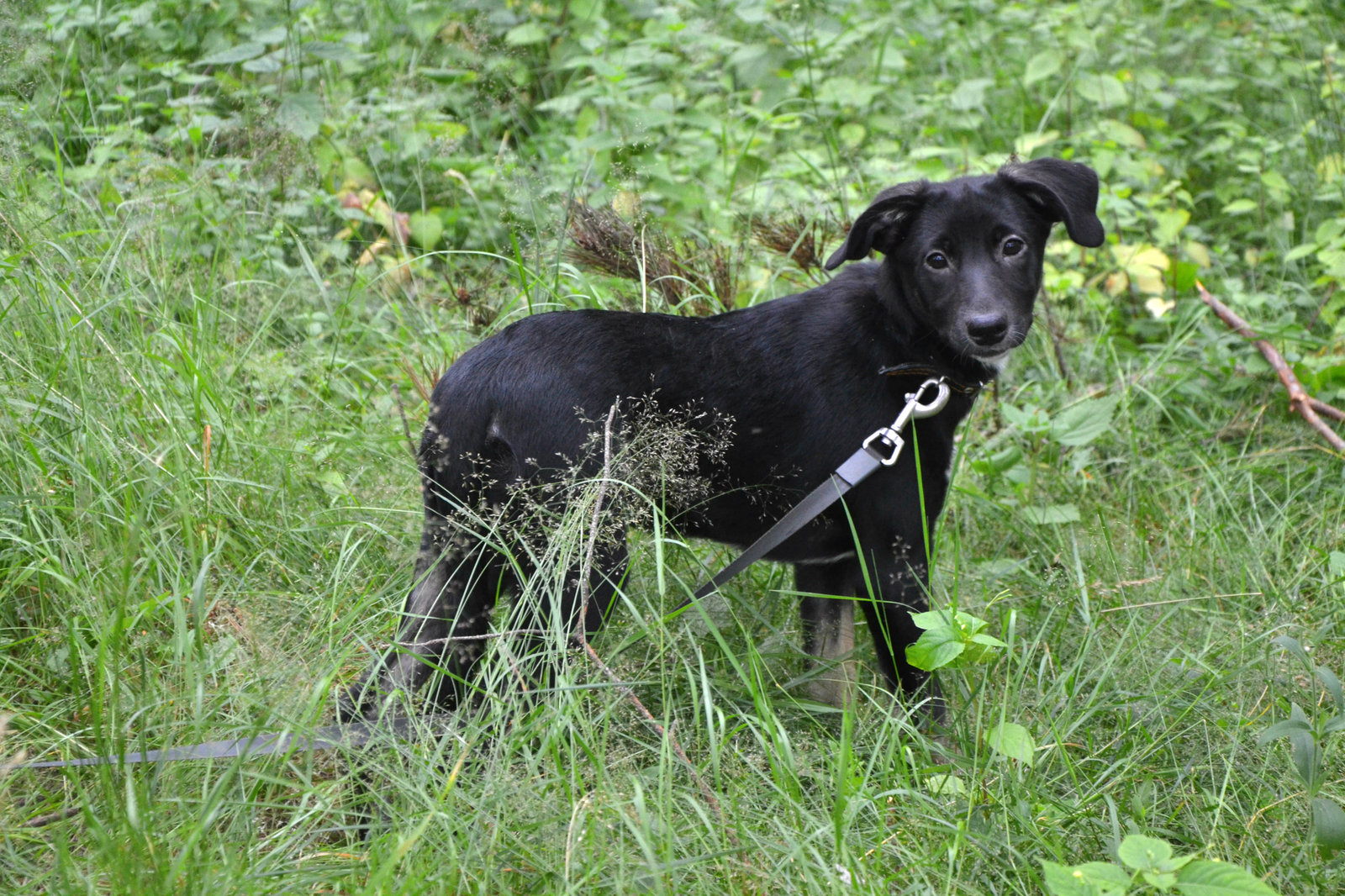 Summer Snowflake in good hands - Dog, Looking for a home, In good hands, Text, Interesting, Animals, Tenderness, Summer, Longpost