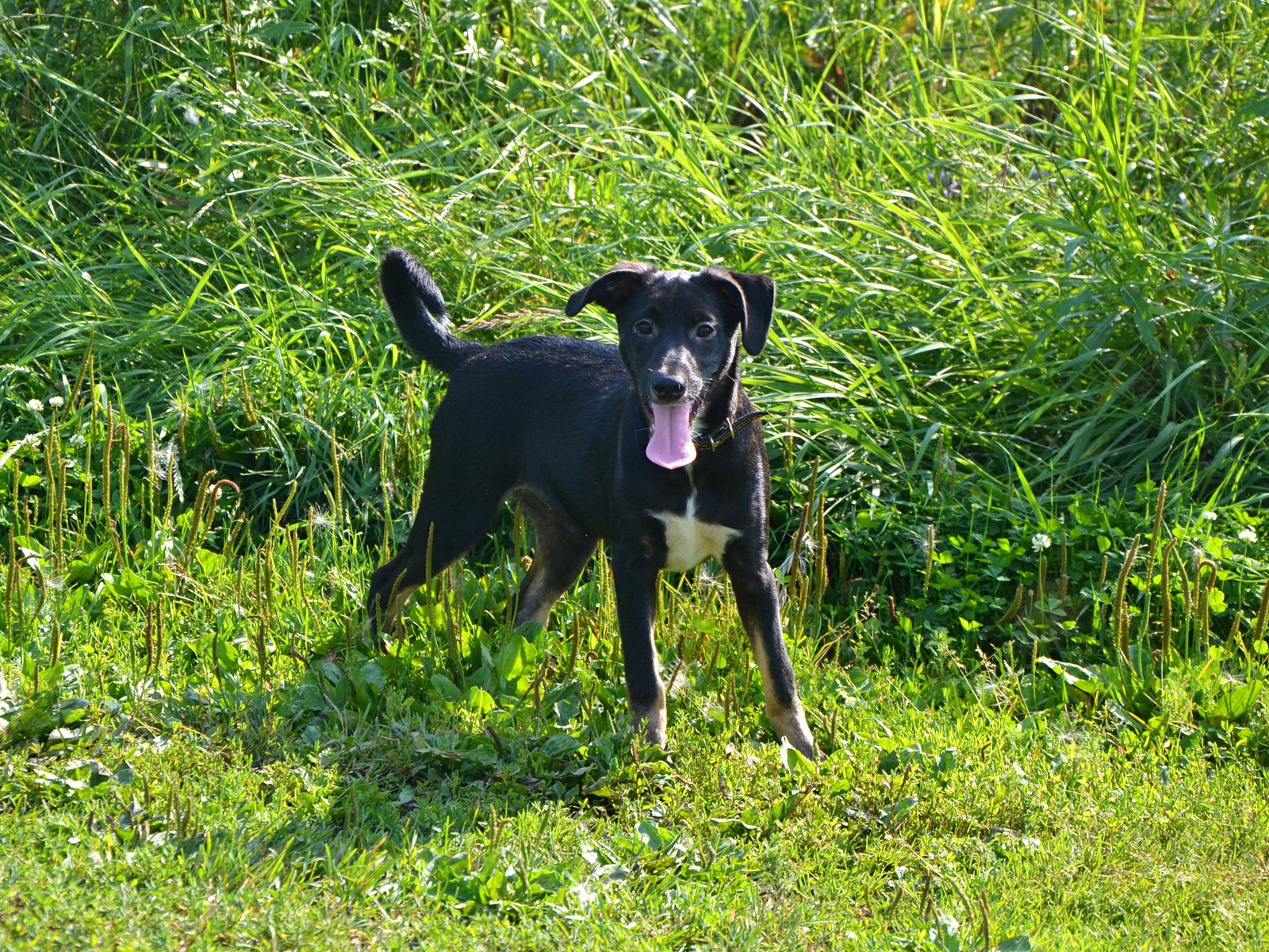 Summer Snowflake in good hands - Dog, Looking for a home, In good hands, Text, Interesting, Animals, Tenderness, Summer, Longpost