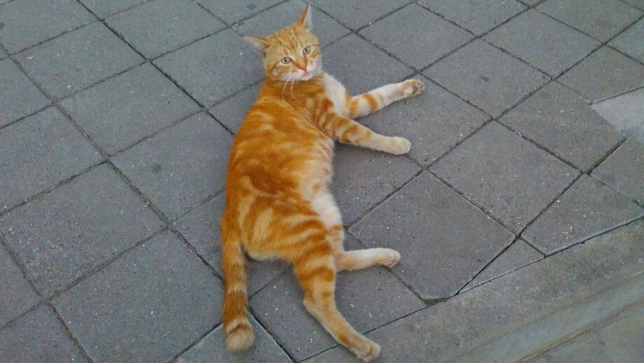 The owner of the parking lot was disturbed. - cat, funny cats, Fluffy, Catomafia, Anapa, Funny cats