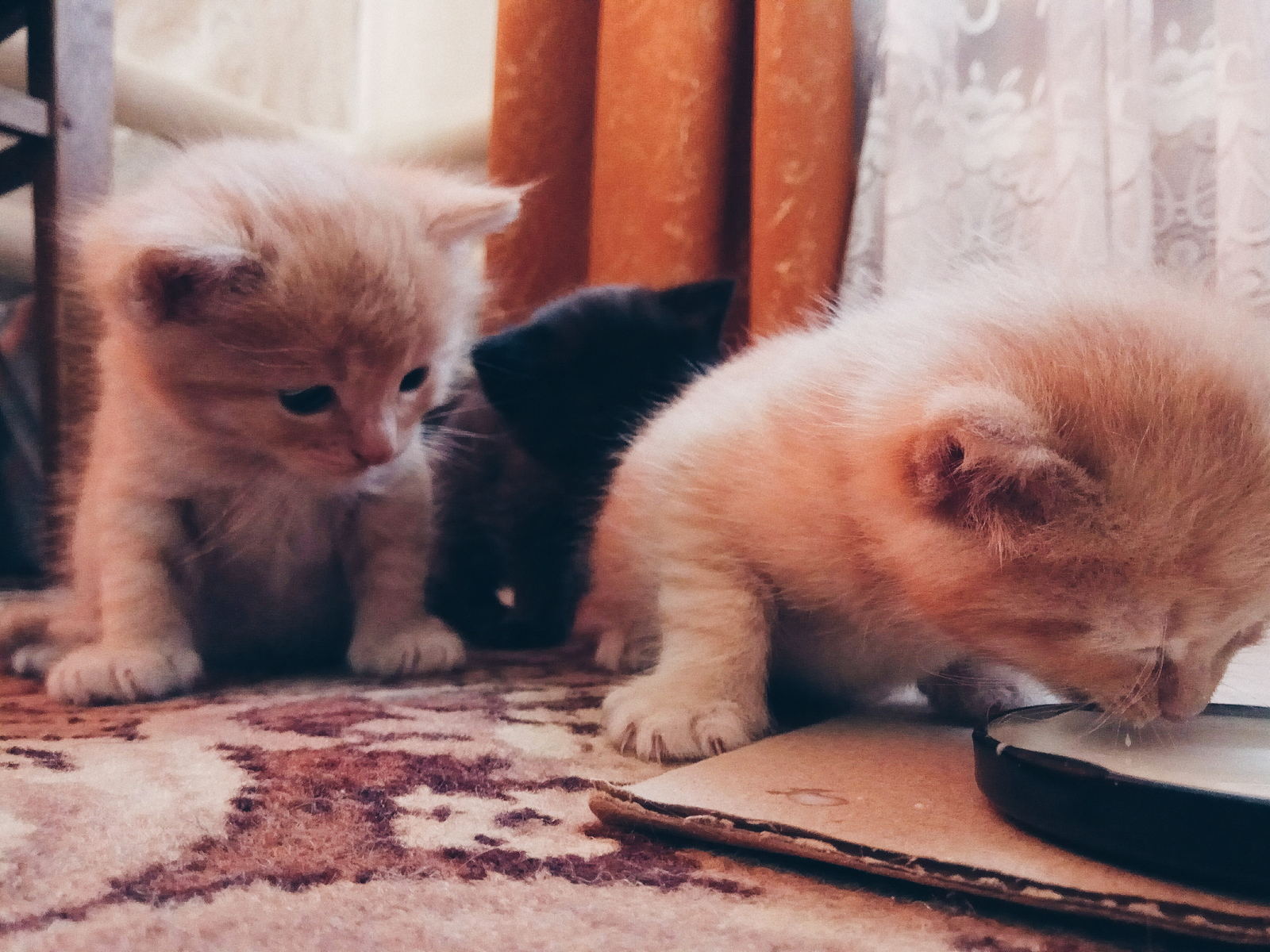 The first independent attempts to eat as the first steps :3 - My, cat, Redheads, Cat Red Cat!