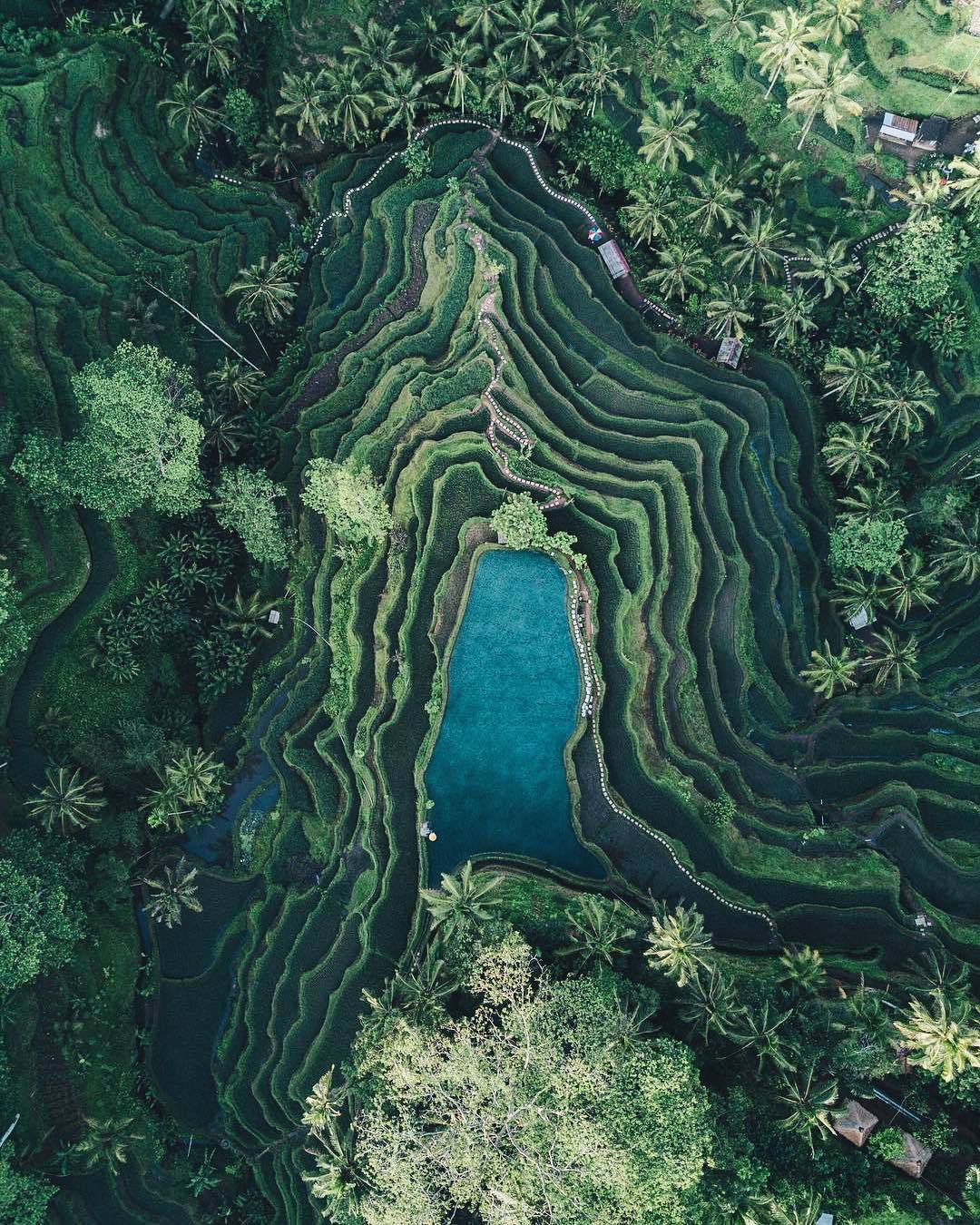 Rice terraces of Tegallalang, Bali - Bali, The photo, Peace, Nature