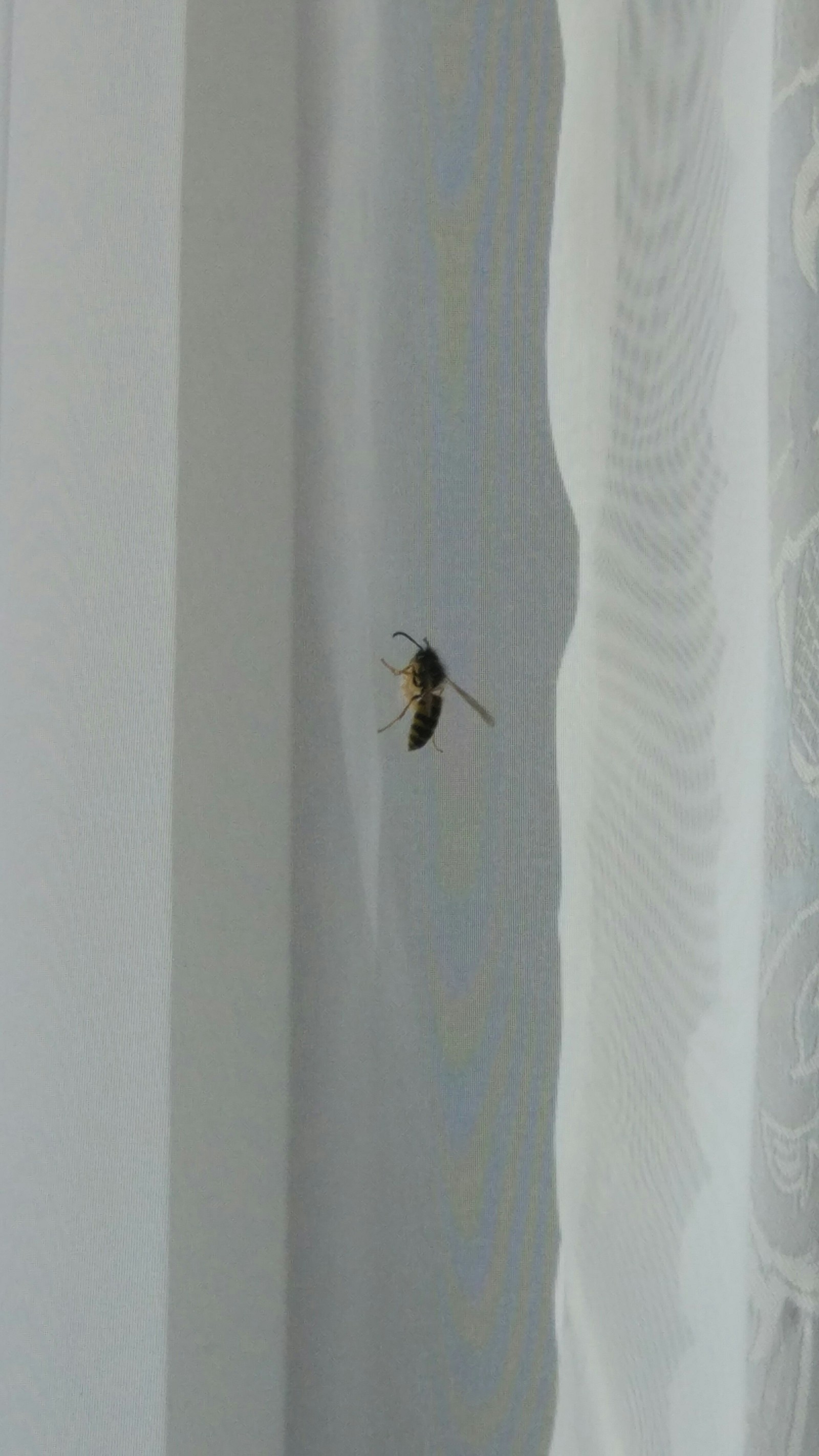 Today I found out that wasps eat pasta O_o - My, Wasp, Pasta, Longpost