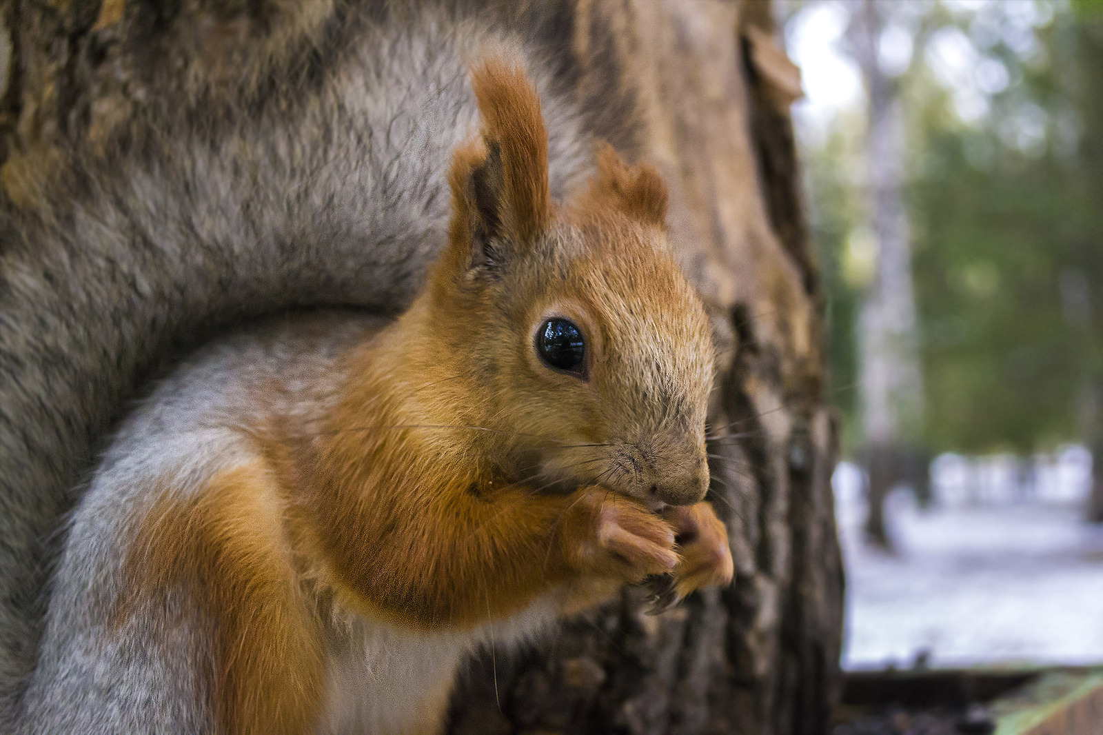 Squirrels - My, Squirrel, The park, Walk, Animals, Longpost