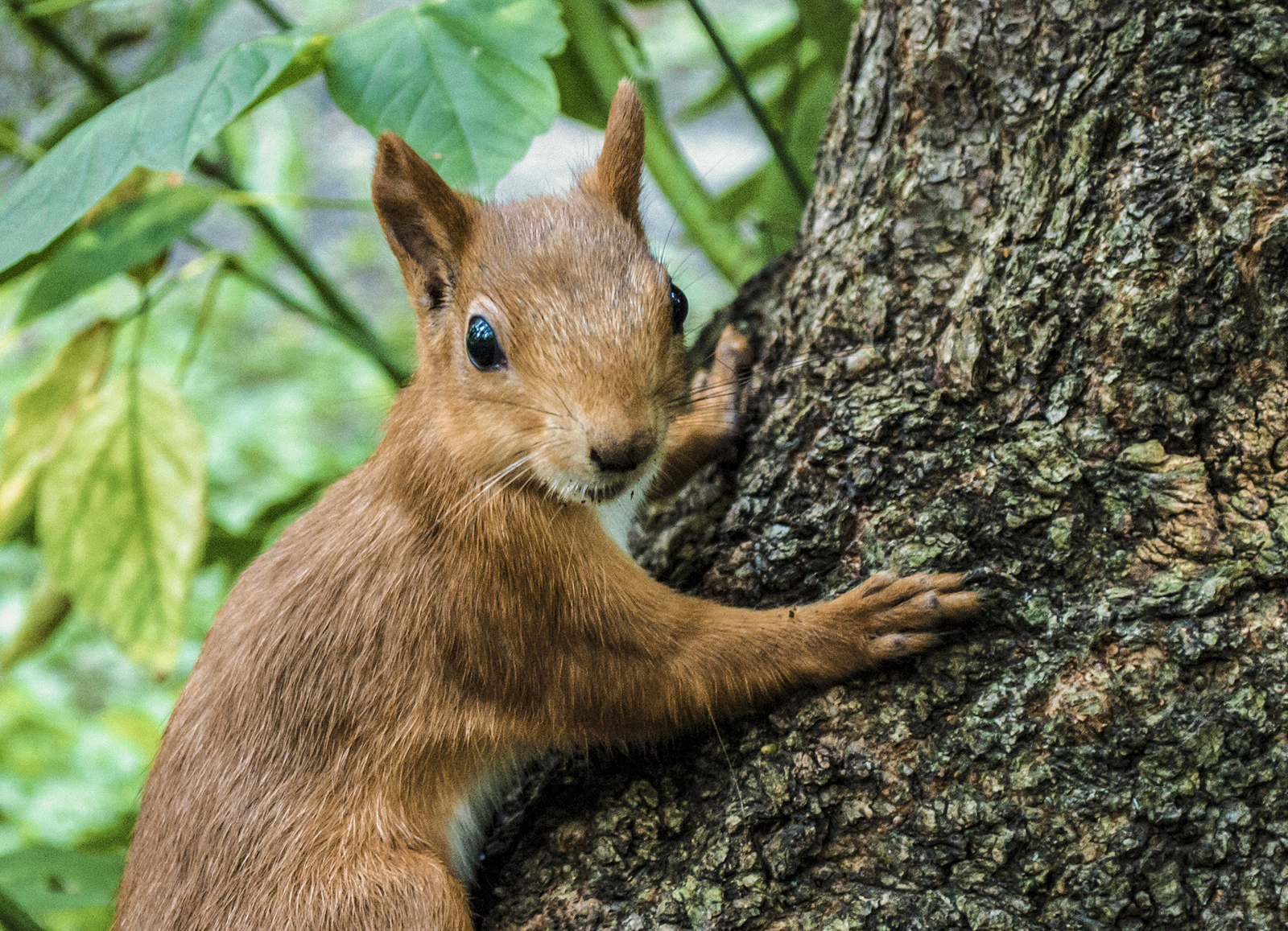 Squirrels - My, Squirrel, The park, Walk, Animals, Longpost