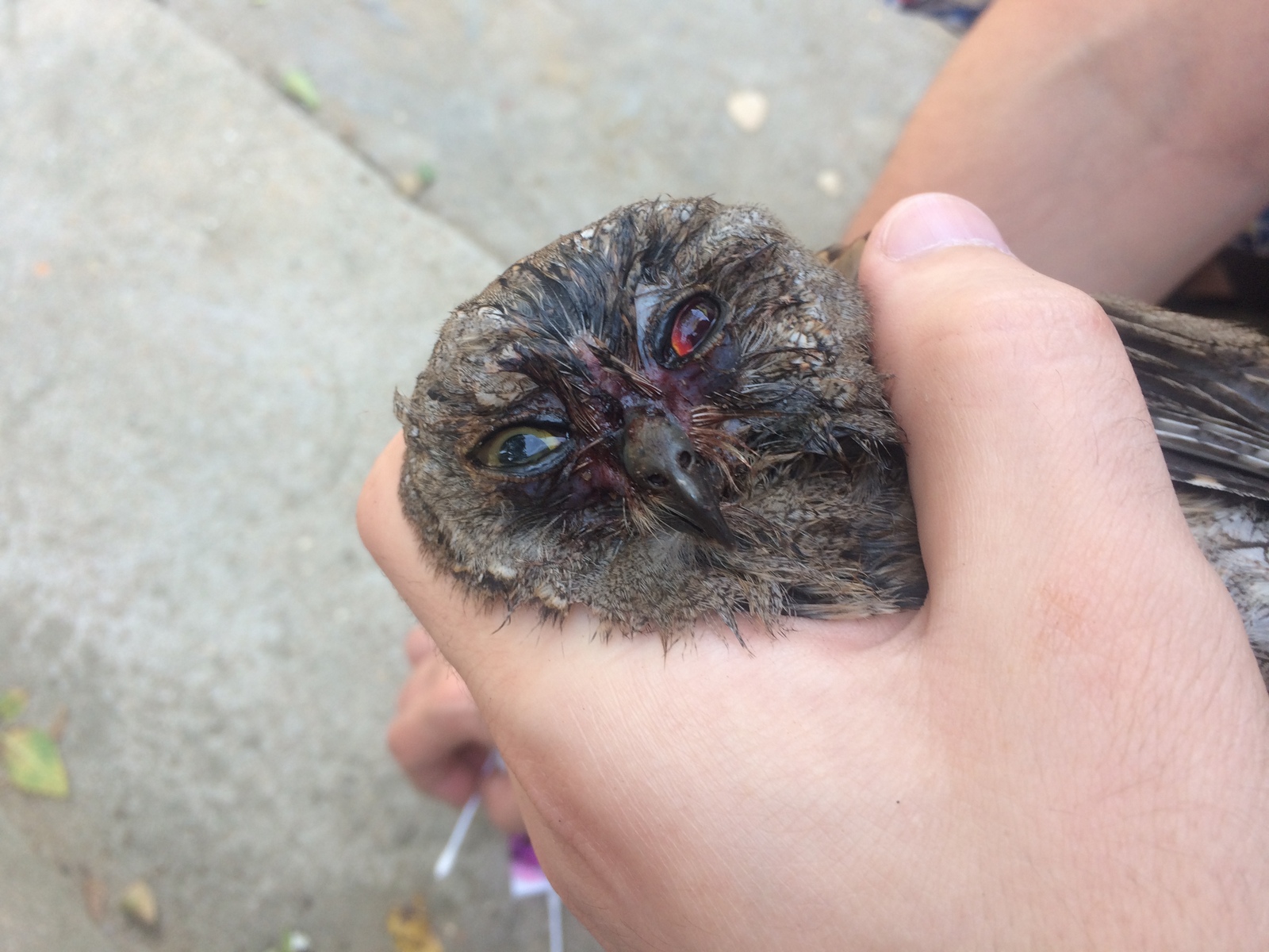 Owlet - My, Owl, Sorry for the bird, Veterinary, Predator