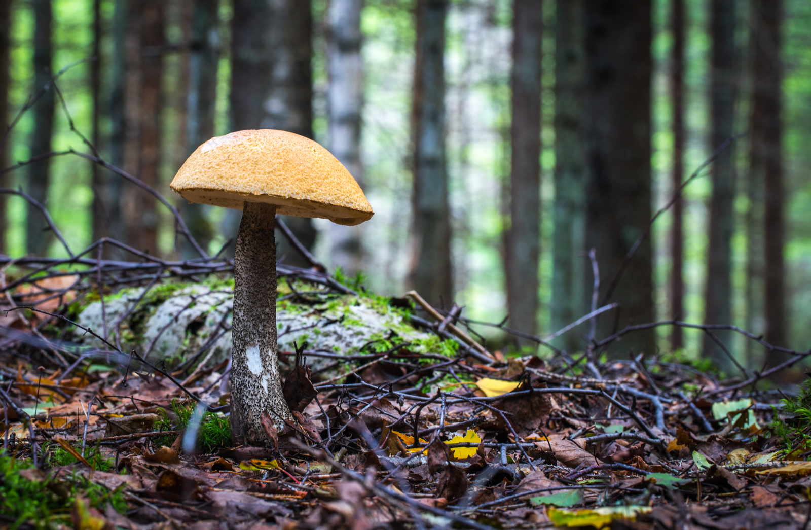 Mushroom photography #41 - My, Mushrooms, Forest, Canon 100 mm, Longpost