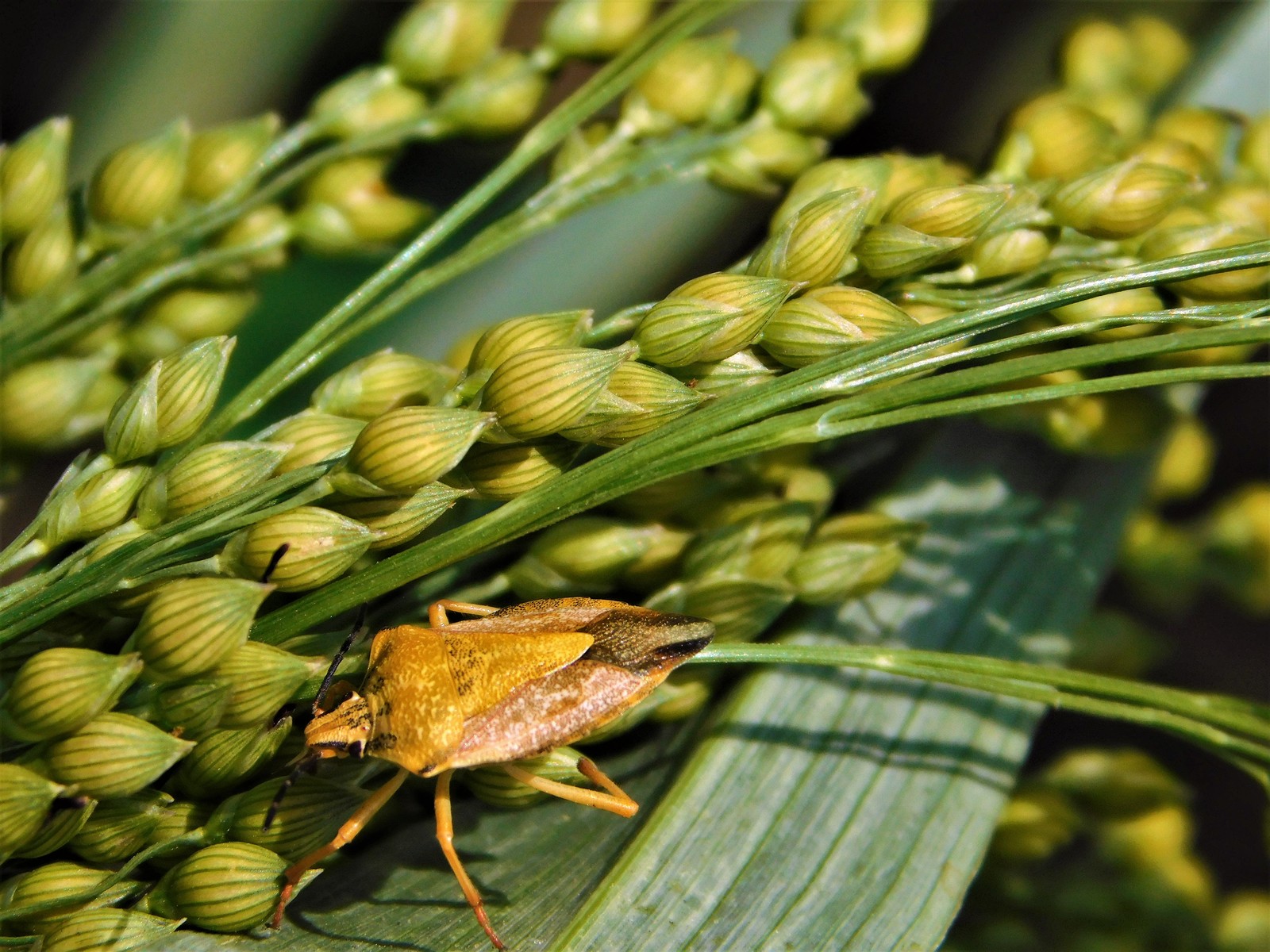 garden bug - My, Insects, Bedbugs, Macro photography