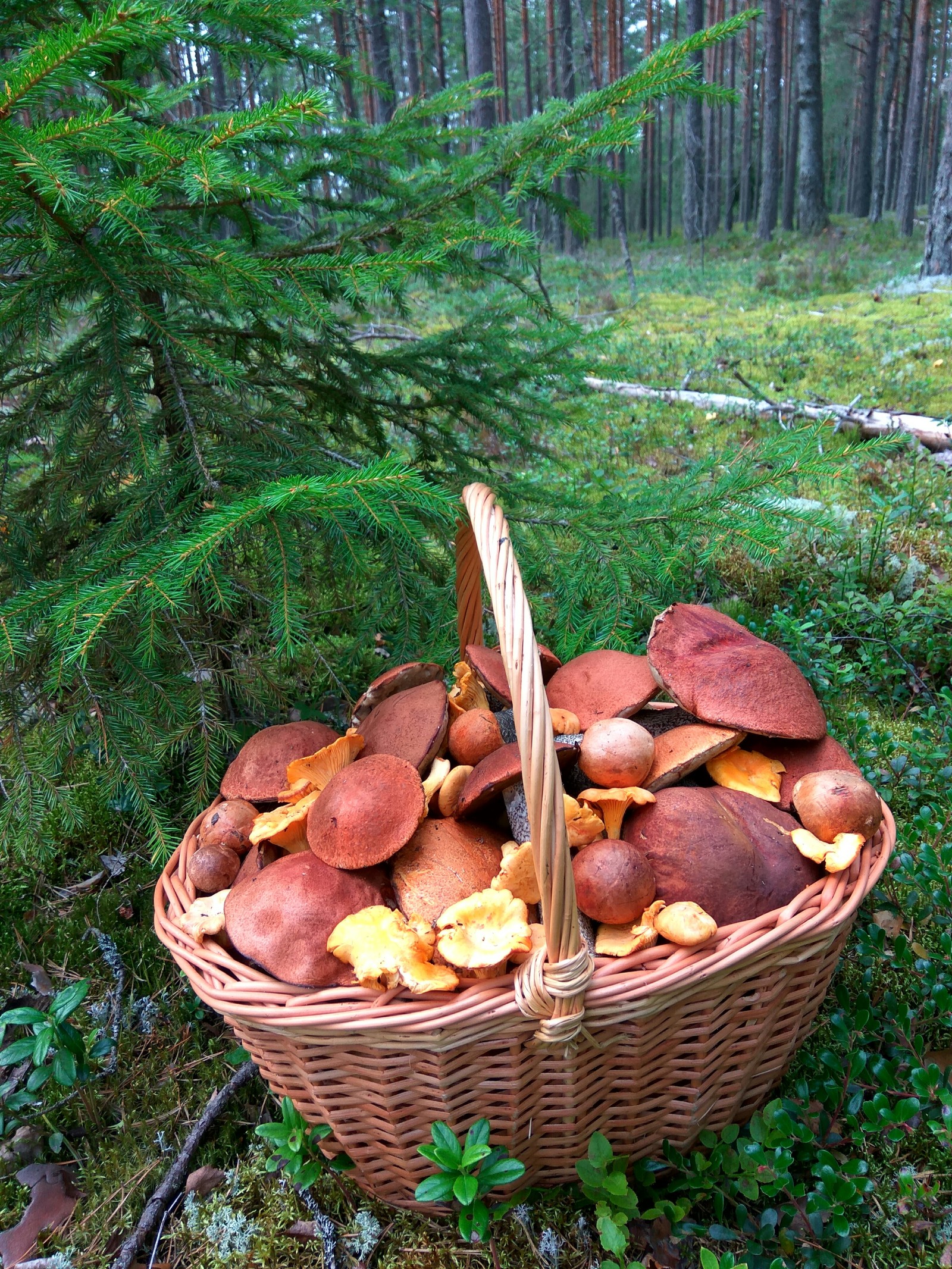 The perfect Saturday is when - My, Mushrooms, Forest, Clean forest, Protection of Nature, Boletus, Chanterelles, Saturday, Longpost