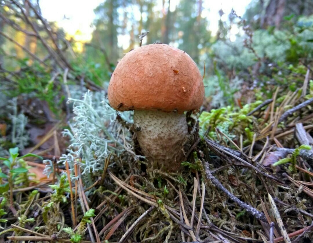 The perfect Saturday is when - My, Mushrooms, Forest, Clean forest, Protection of Nature, Boletus, Chanterelles, Saturday, Longpost