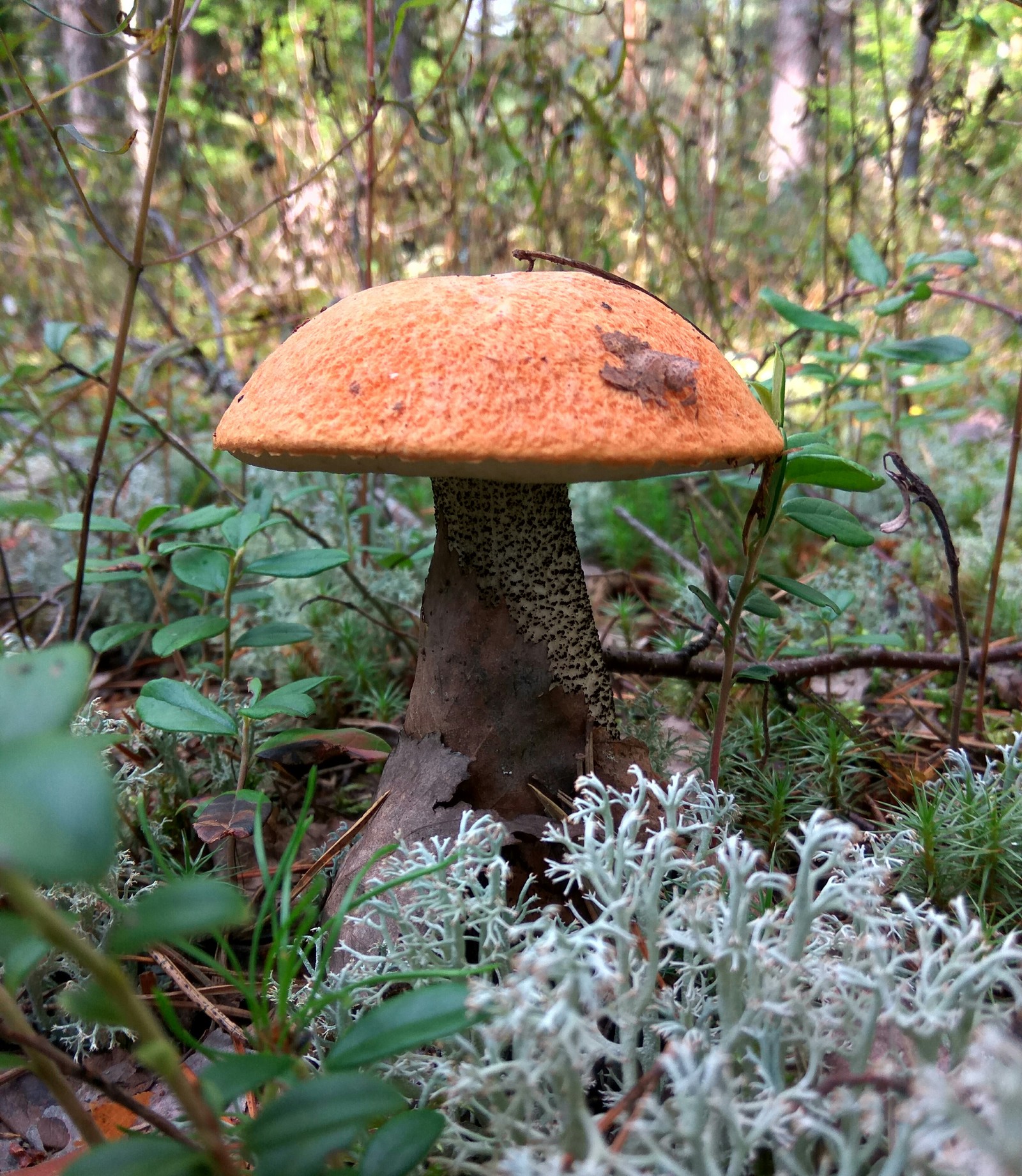 The perfect Saturday is when - My, Mushrooms, Forest, Clean forest, Protection of Nature, Boletus, Chanterelles, Saturday, Longpost