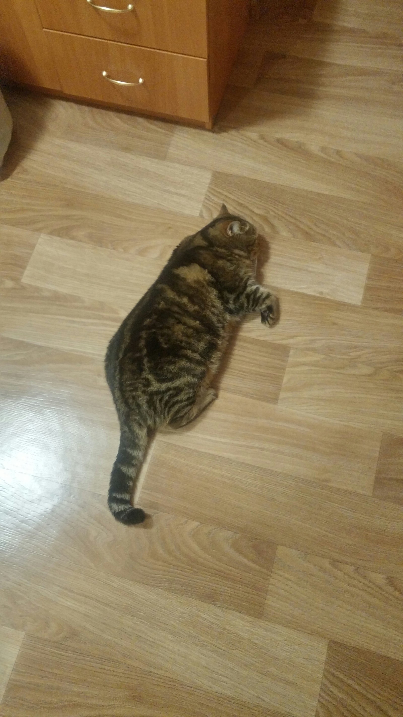 Cat, are you okay? - My, cat, Fat, Milota